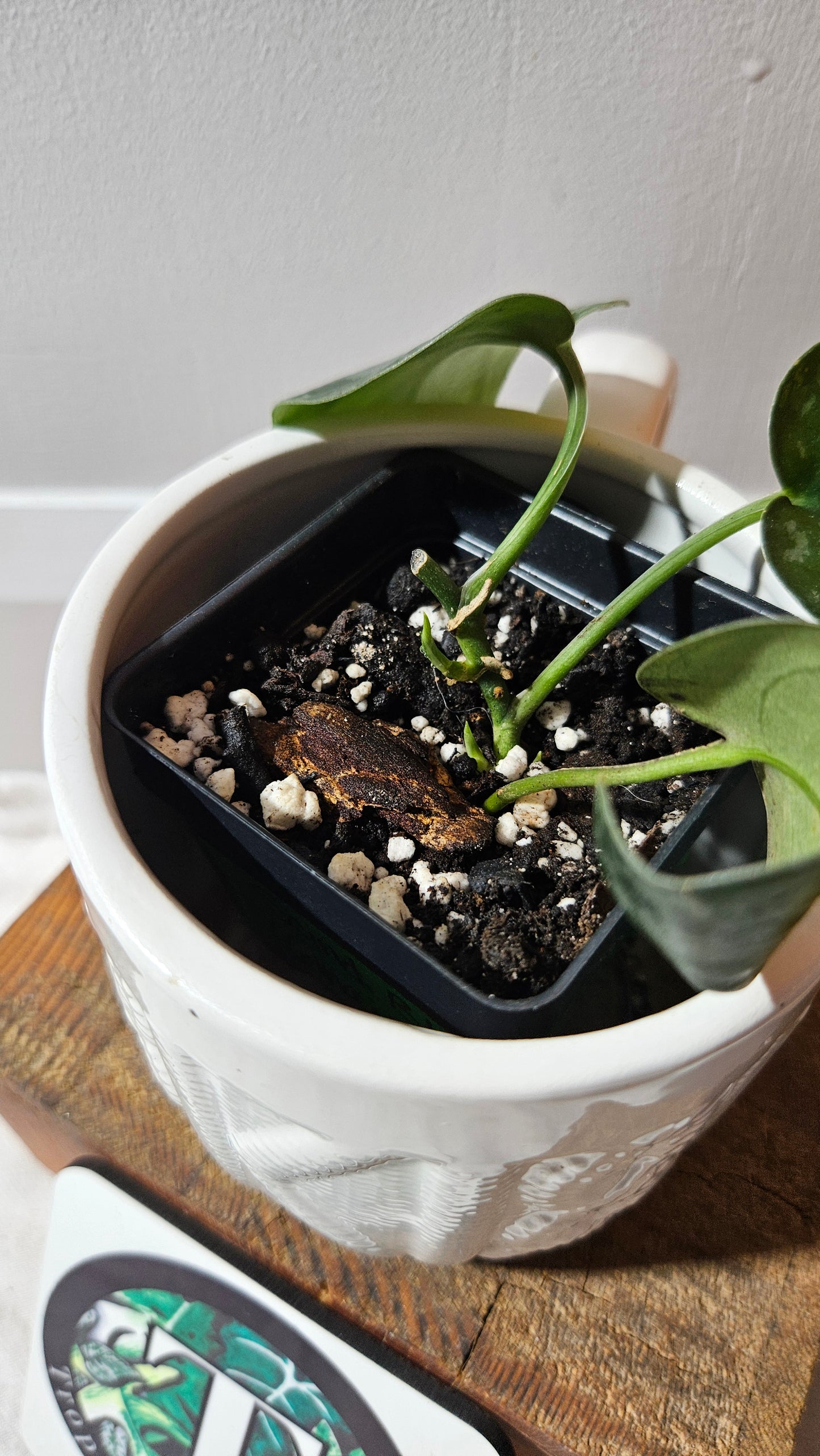 Scindapsus Black Exotica (SCI-1142)