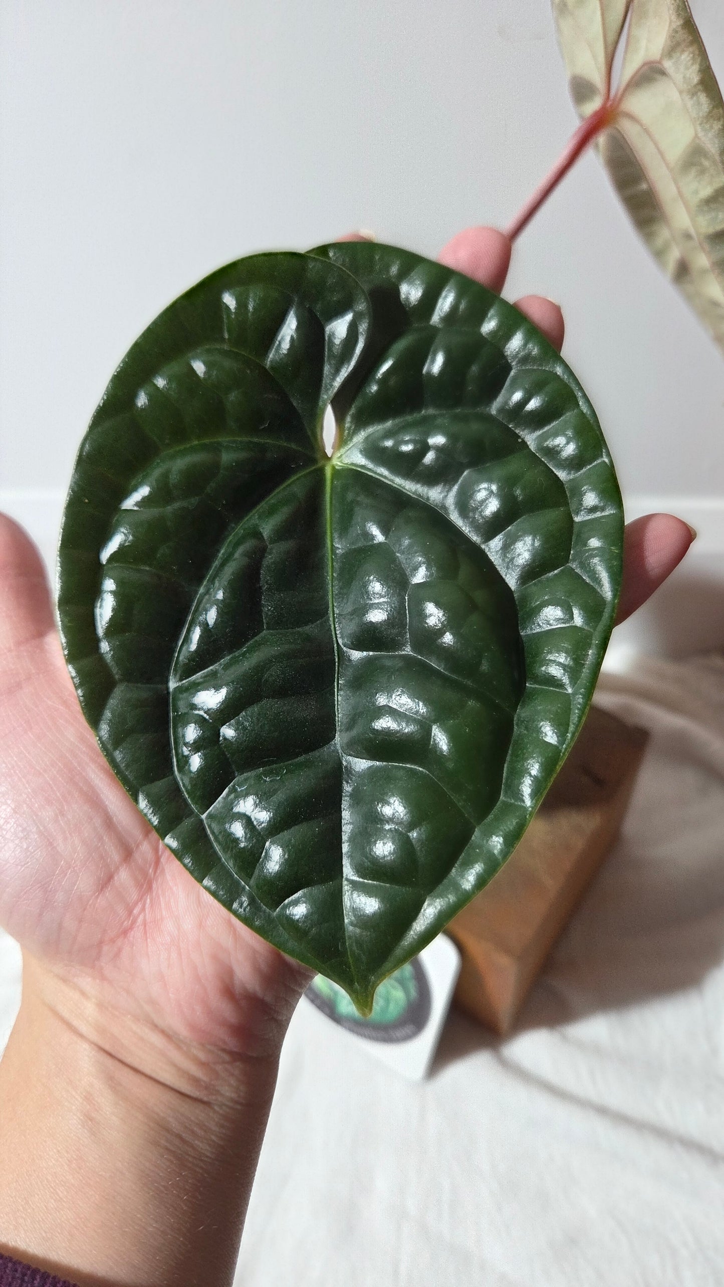 Anthurium Luxurian Velvet Special "LARGE format" (ANT-131)