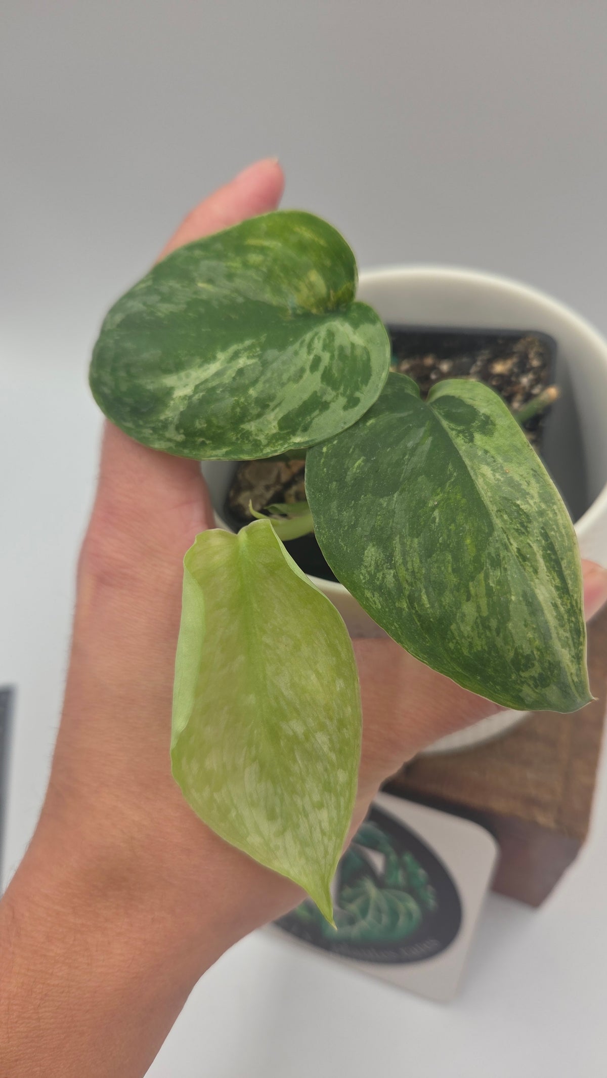 Scindapsus Silver Splash Dark Variegata (SCI-1526)