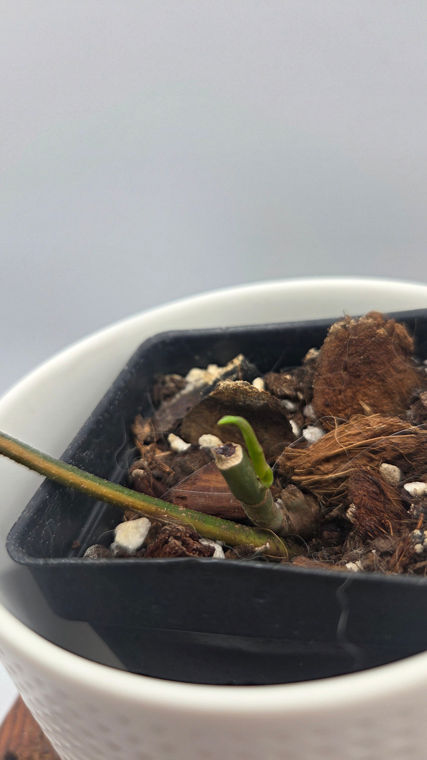 Philodendron Florida Beauty (PHI-1061)