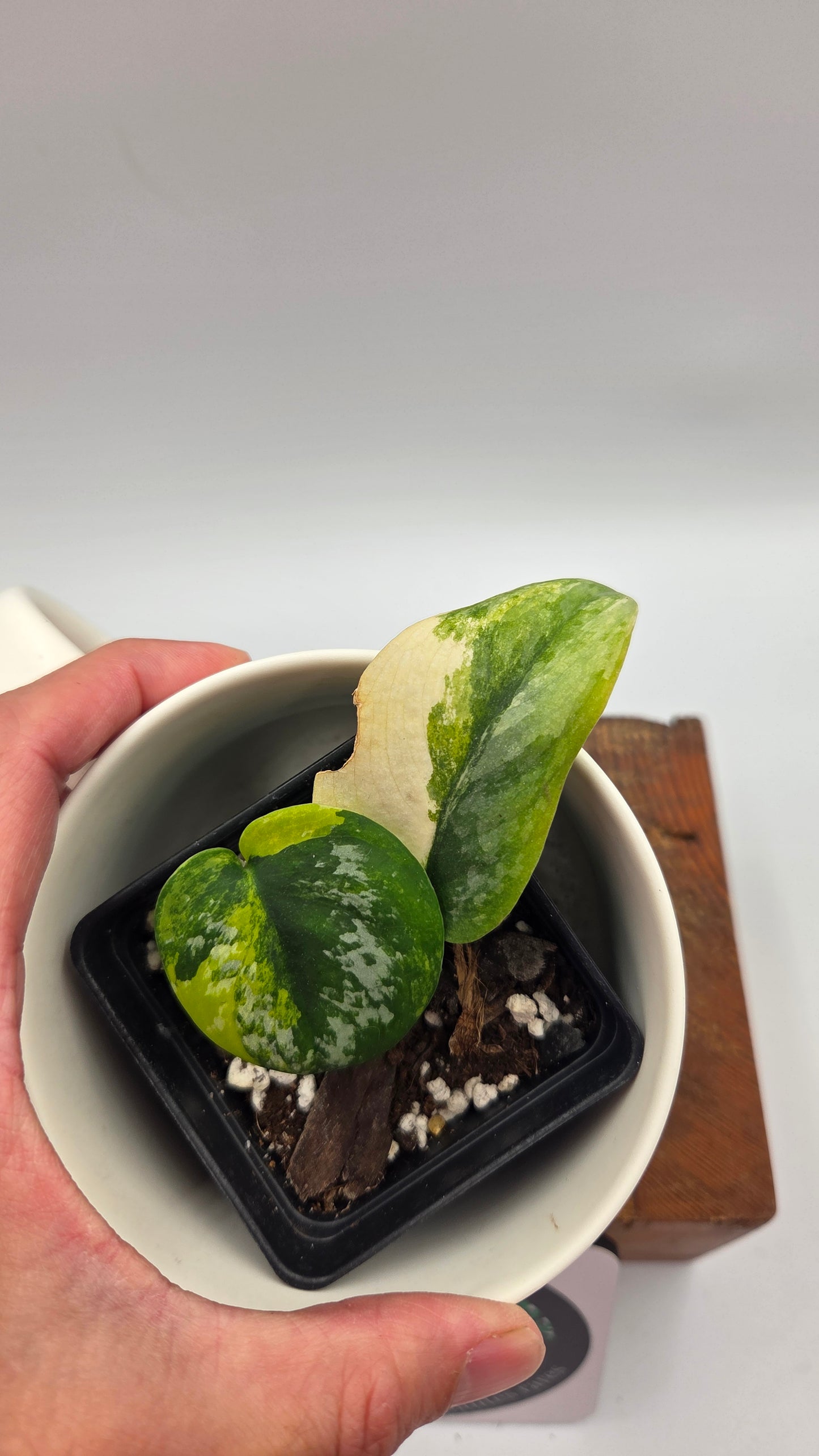 Scindapsus Geulis (SCI-1480)