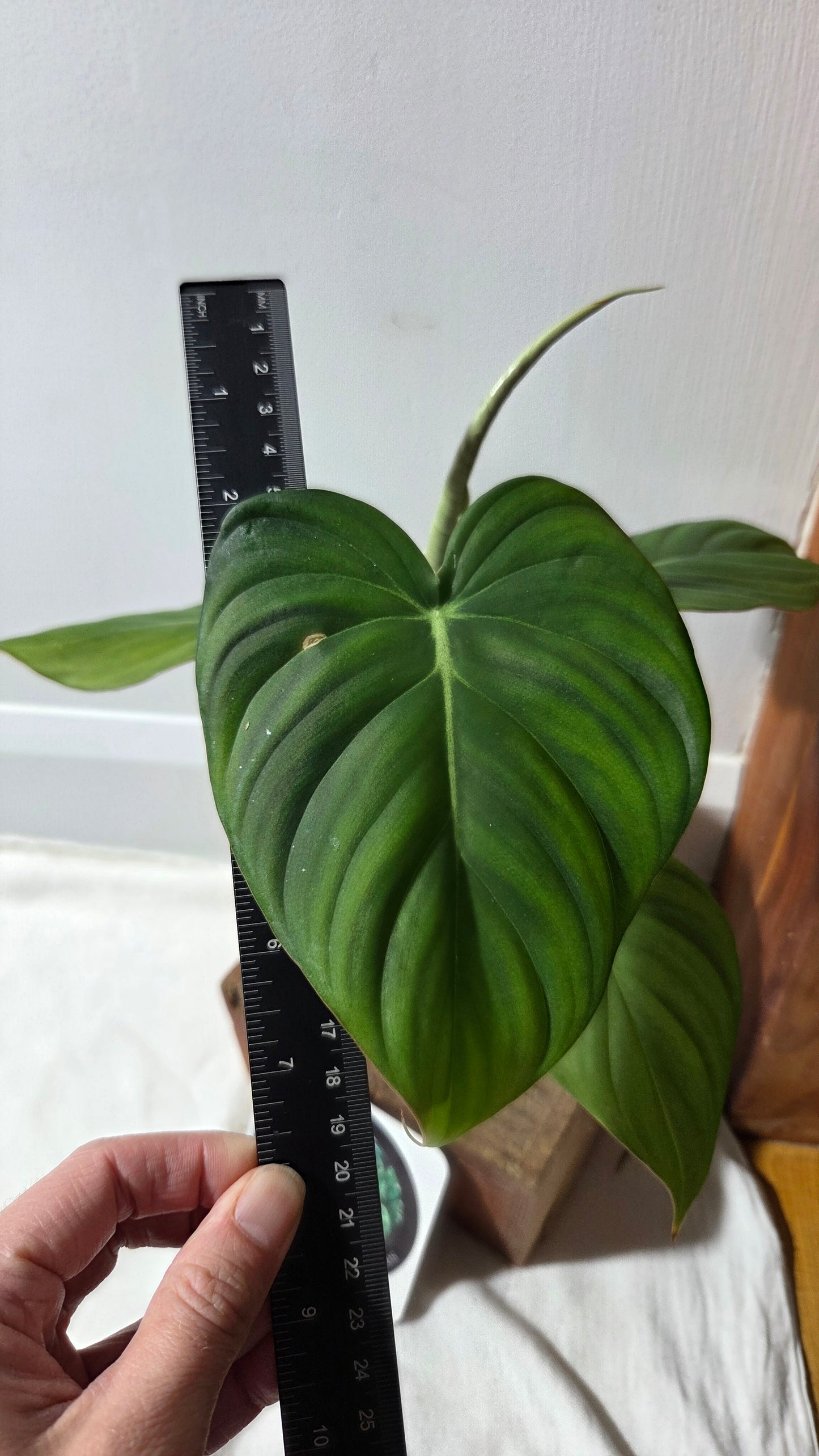 Philodendron Dean McDowell (PHI-992)