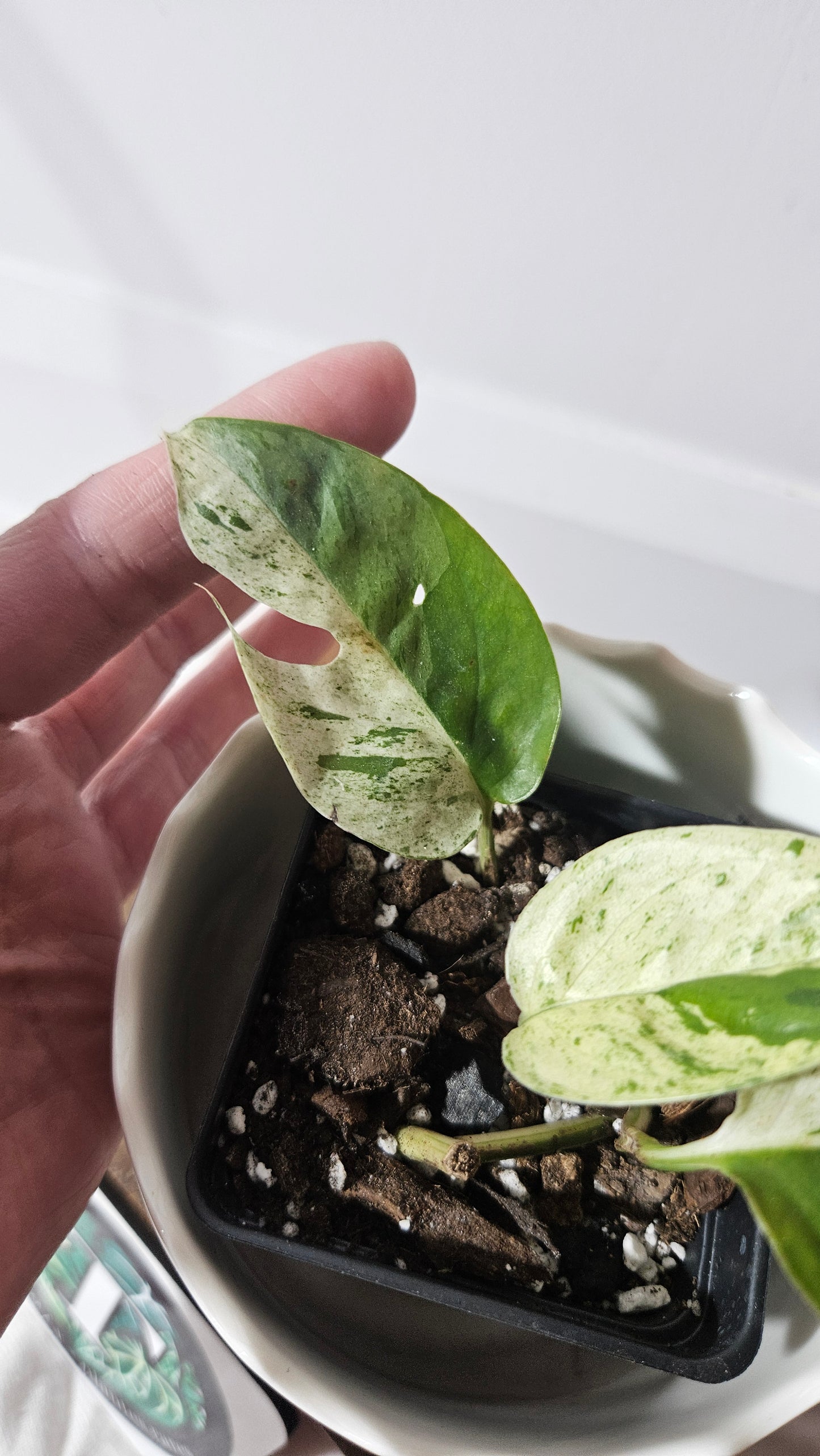 Epipremnum pinnatum Marble (EPI-210)