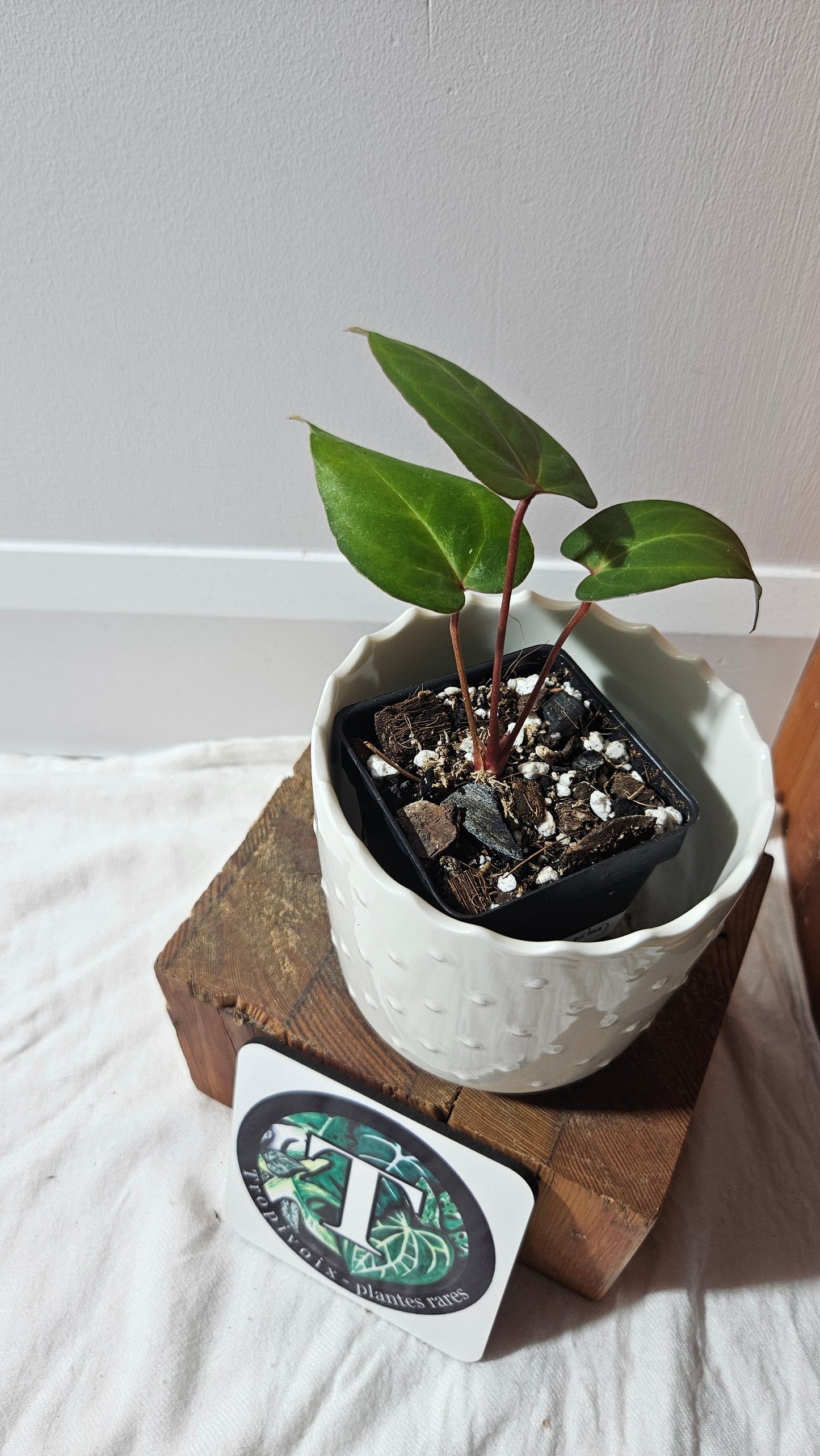 Anthurium Papillilaminum Red Stem  "format PETIT" (ANT-593)