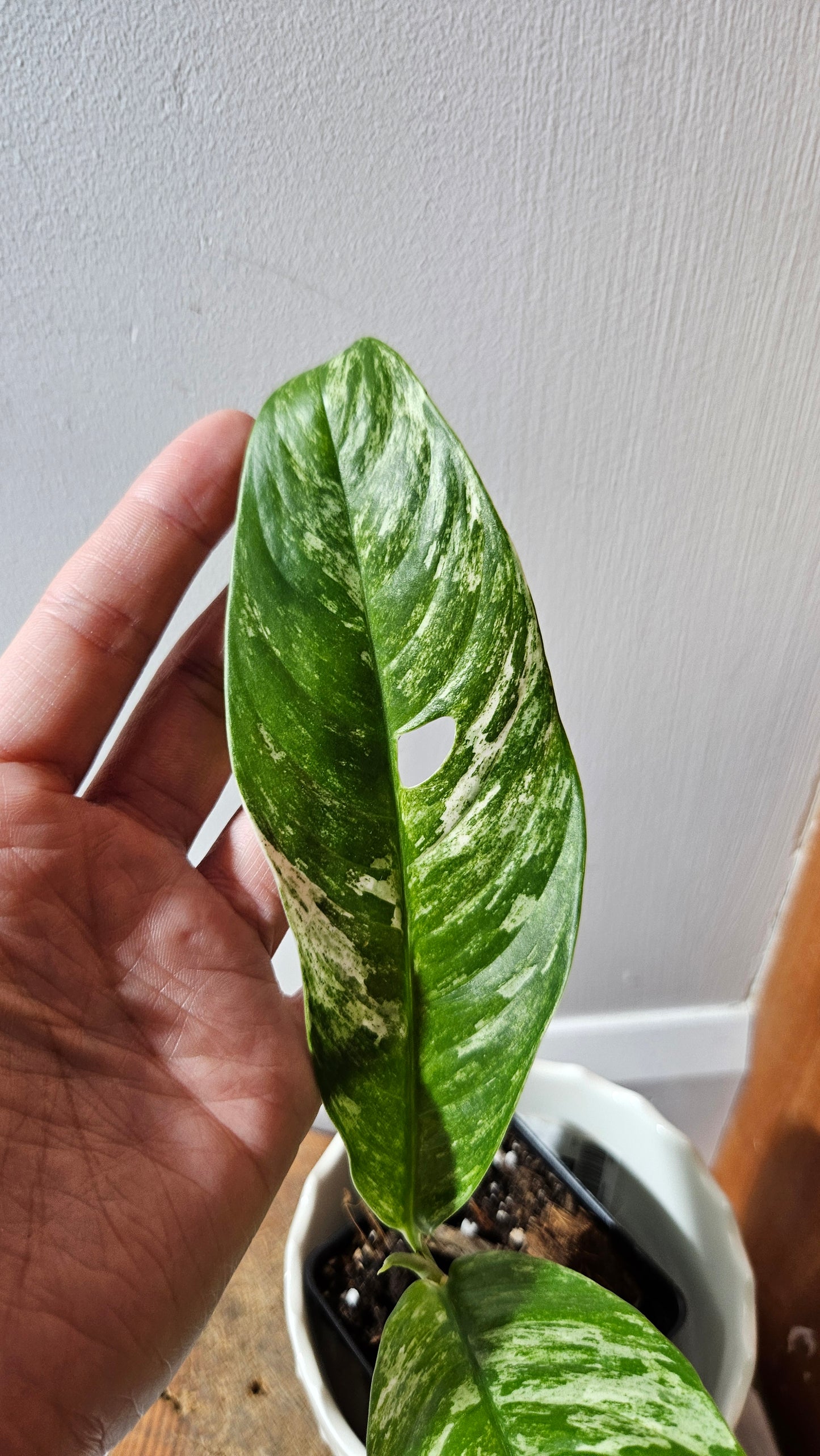Rhaphidophora Megasperma Variegata (AUT-074)