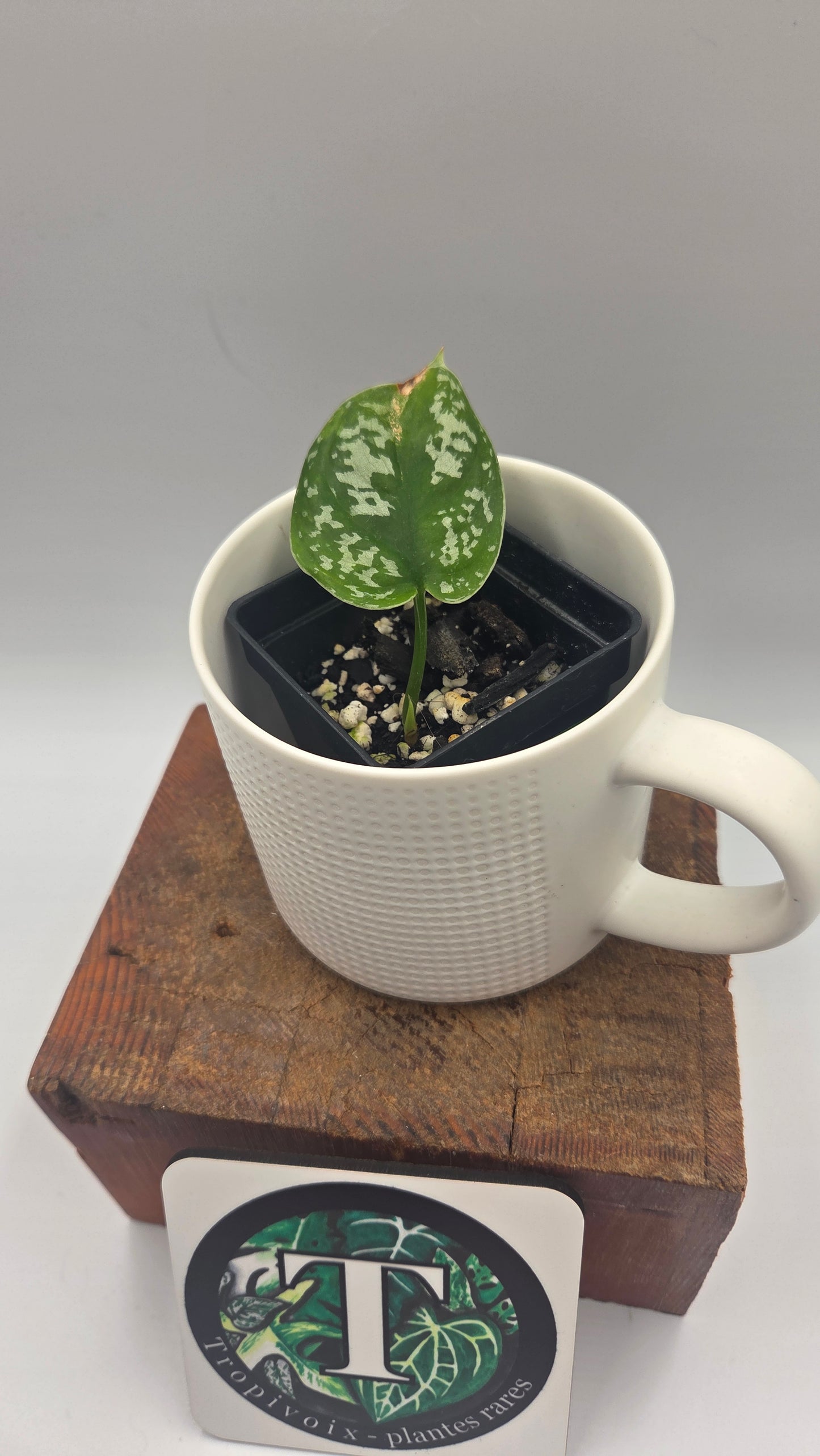Scindapsus Exotica Batik (SCI-1286)