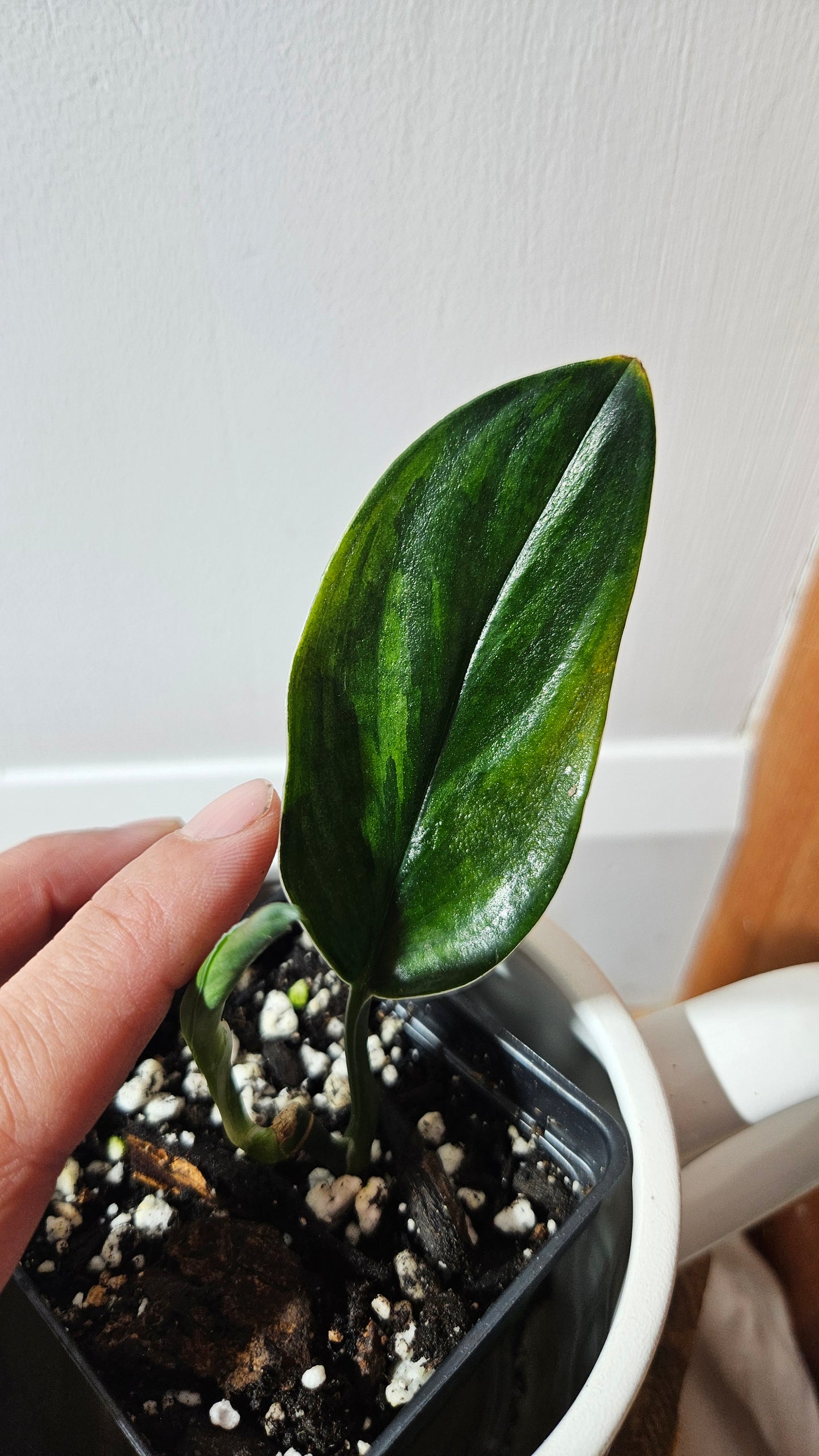 Scindapsus Treubii Dark Form Néon/Mutation (SCI-1277)