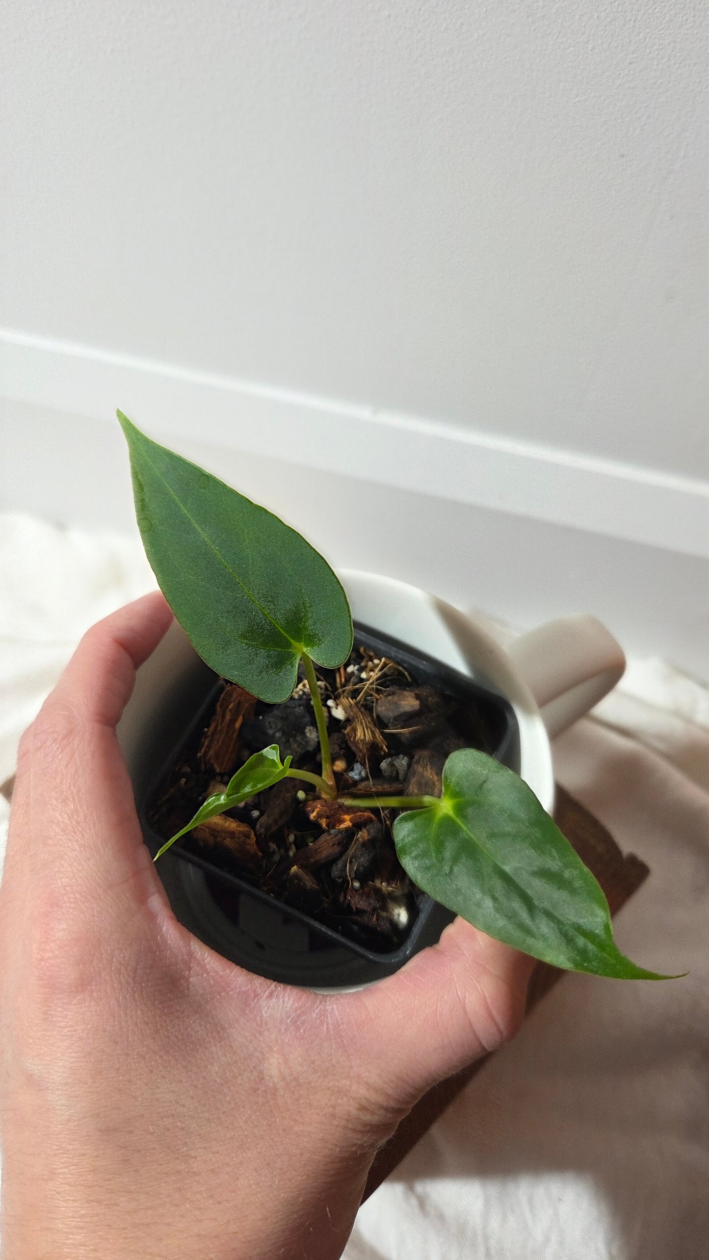 Anthurium Xone × Getafix "format PETIT" (ANT-652)