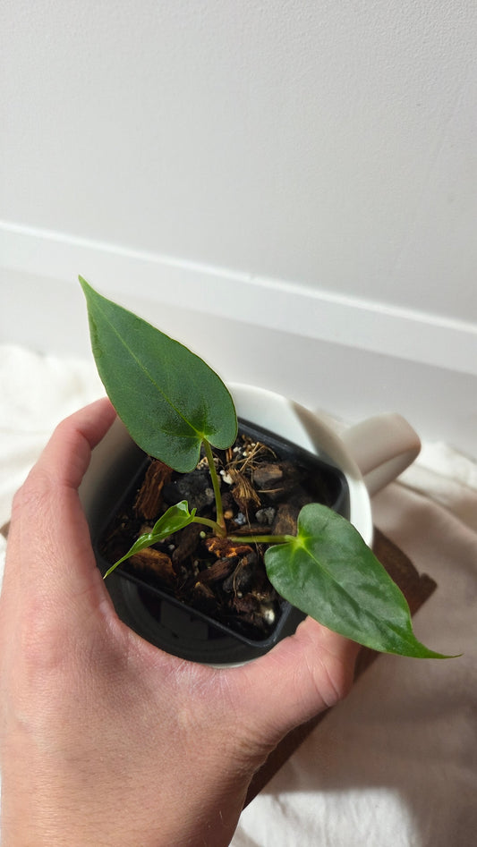 Anthurium Xone × Getafix "format PETIT" (ANT-652)