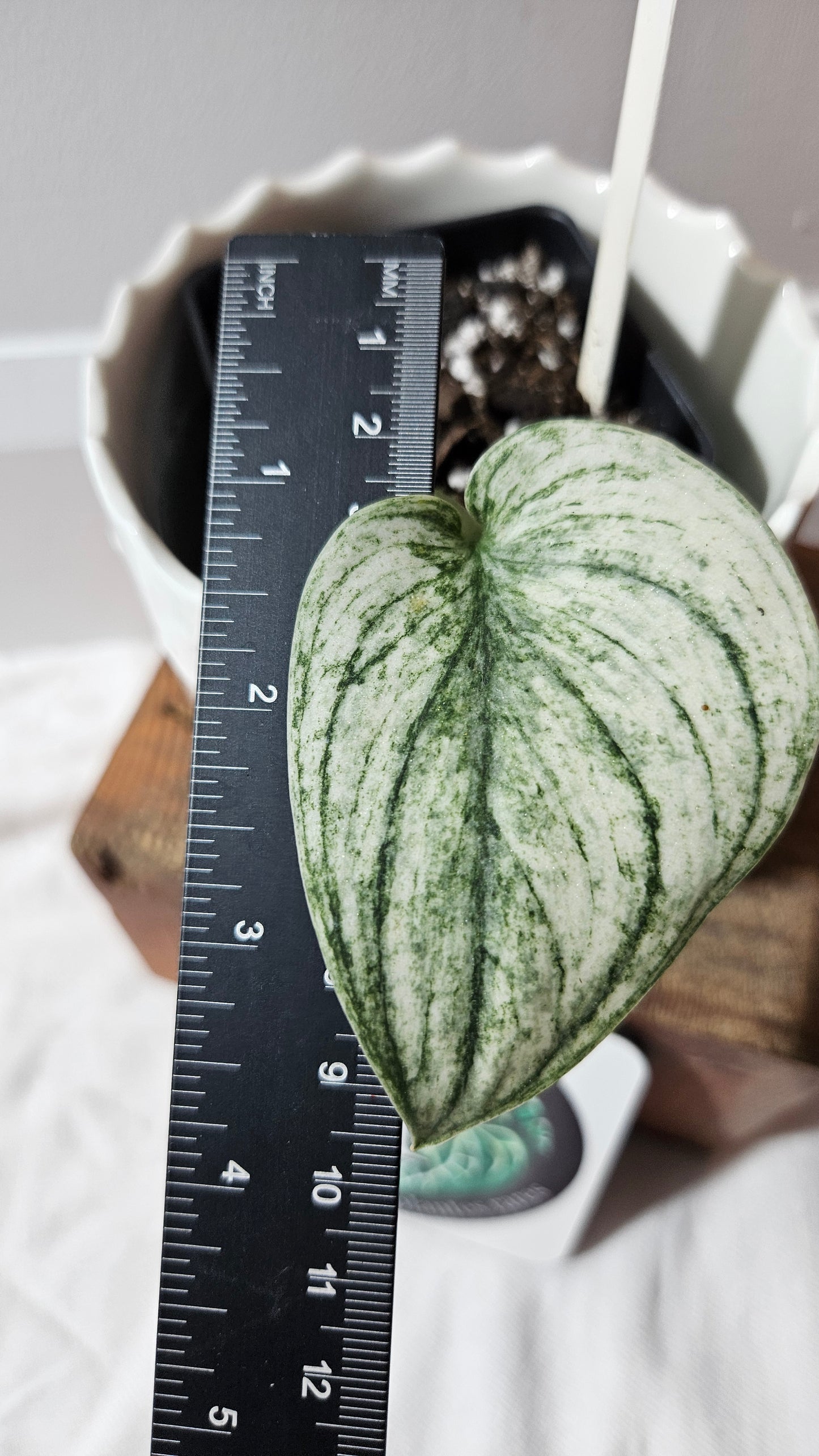 Scindapsus Jung jung Buih Mutation (SCI-1184)