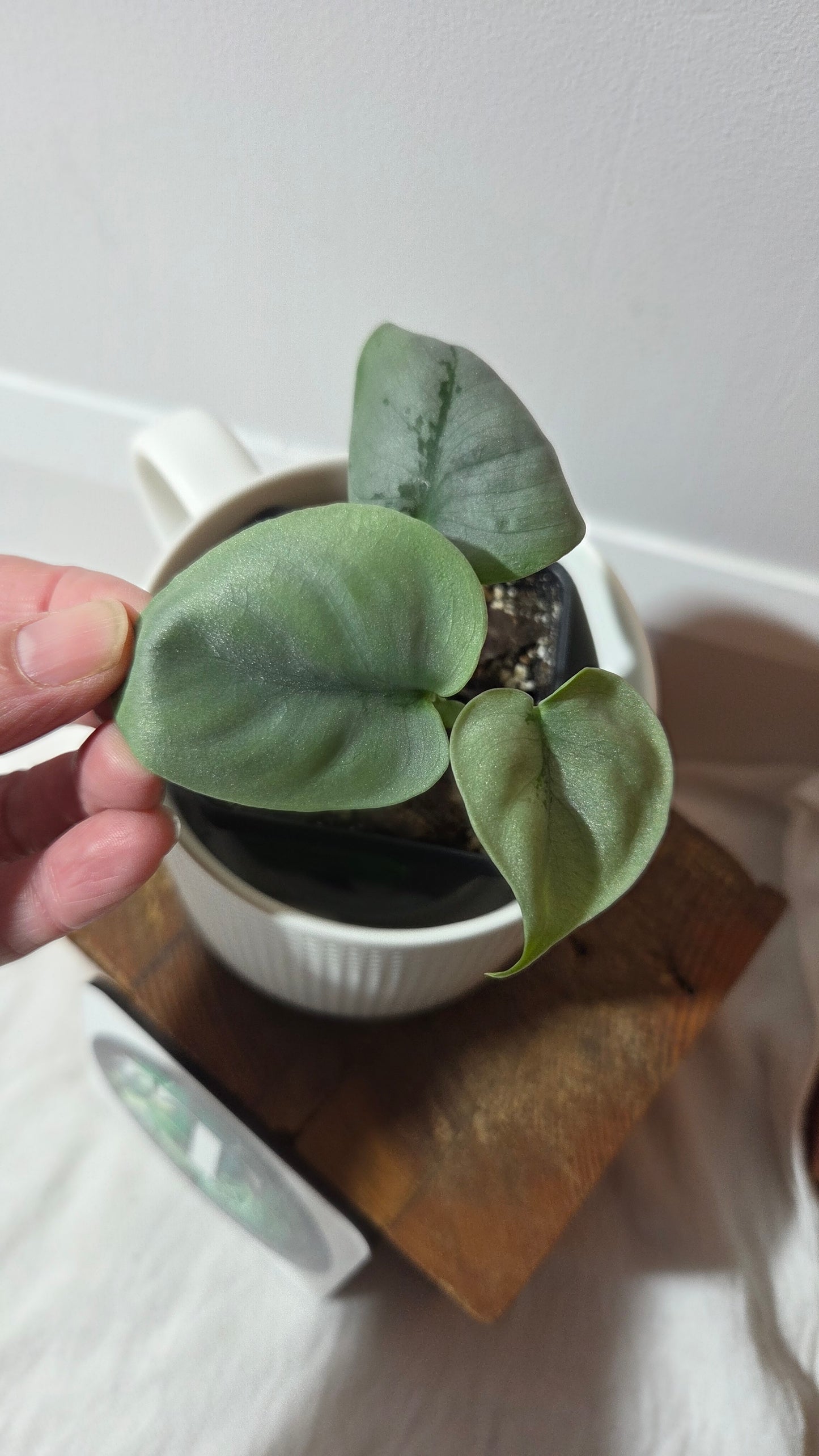Scindapsus Platinum (SCI-1401)