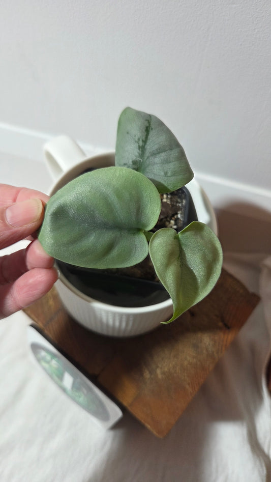 Scindapsus Platinum (SCI-1401)