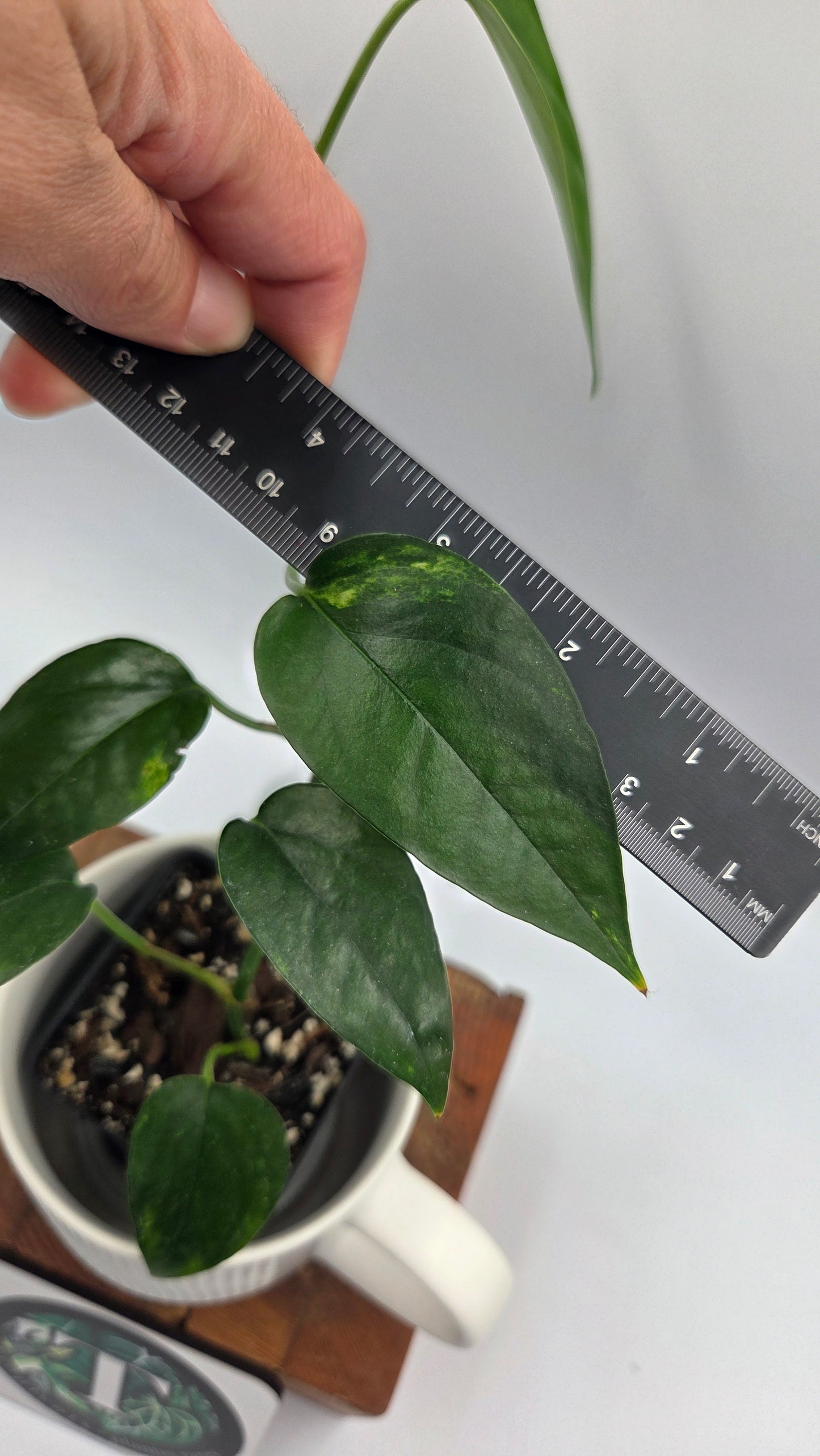 Epipremnum pinnatum Yellow Sunrise (EPI-244)