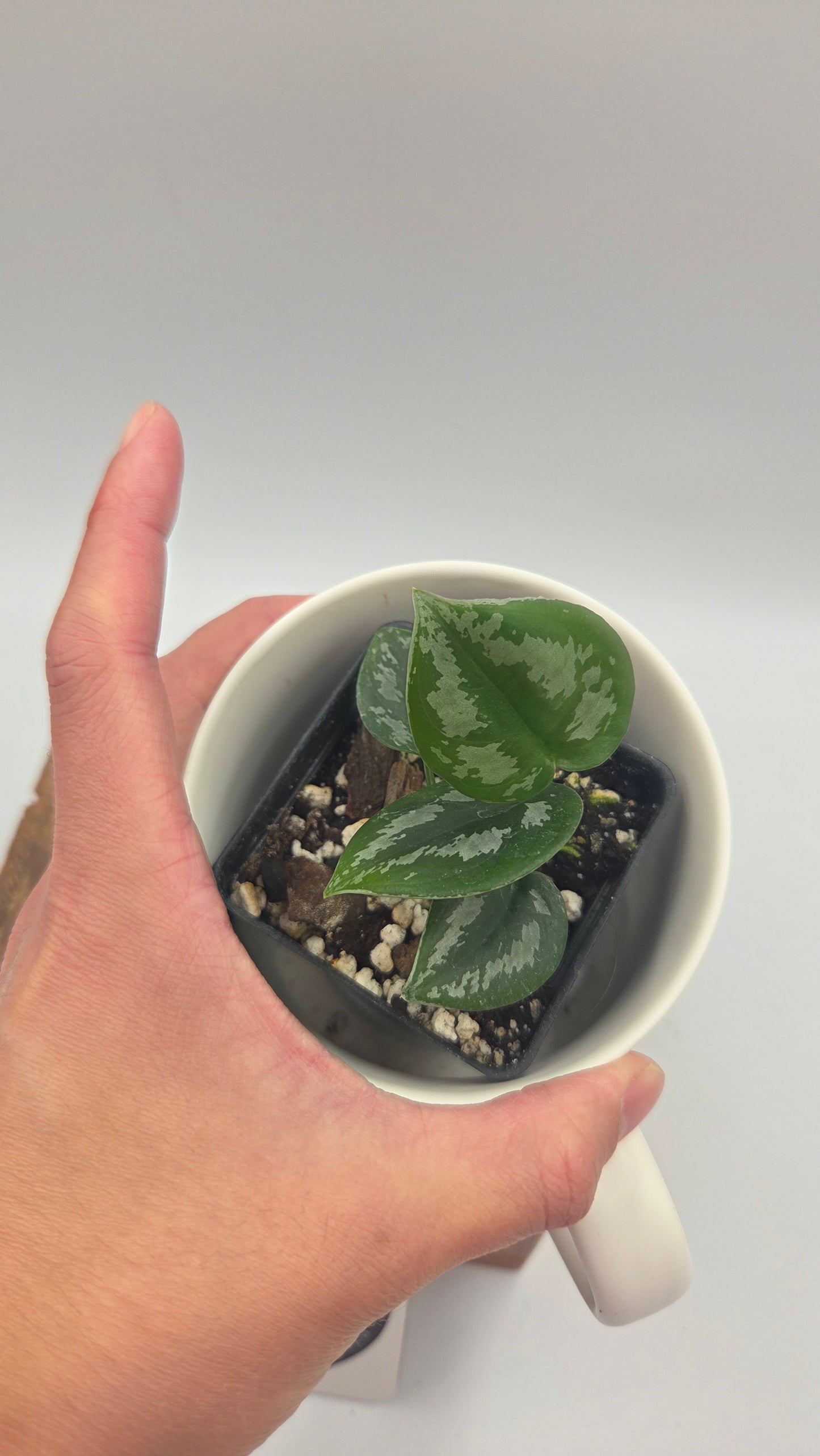 Scindapsus Dark Tricolore (SCI-1485)