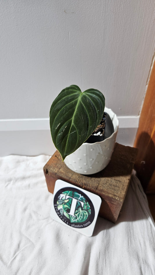 Philodendron Rubrijuvenile X Melanochrysum (PHI-888)
