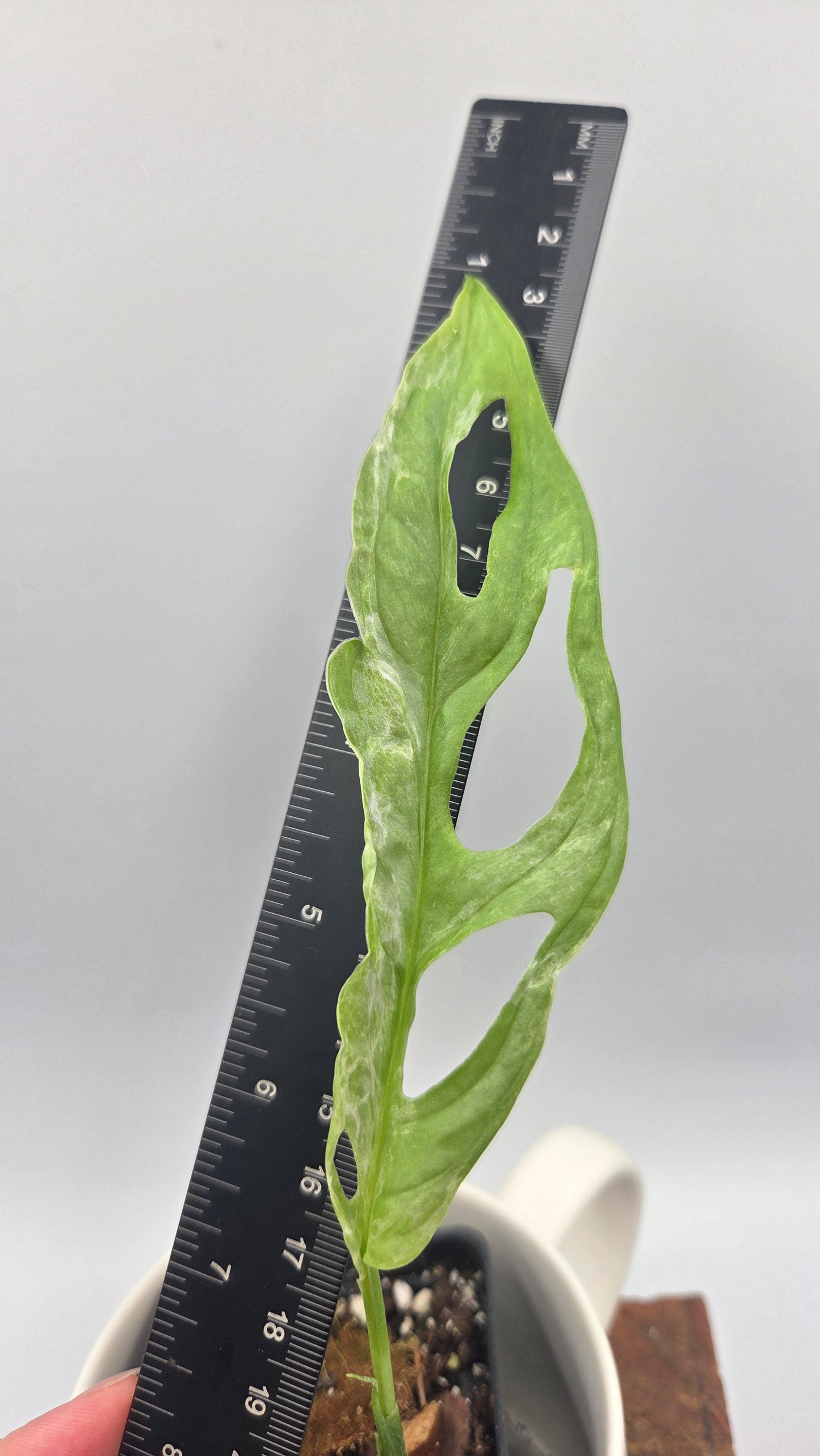 Monstera Andasonii Mint/Indo (MON-422)