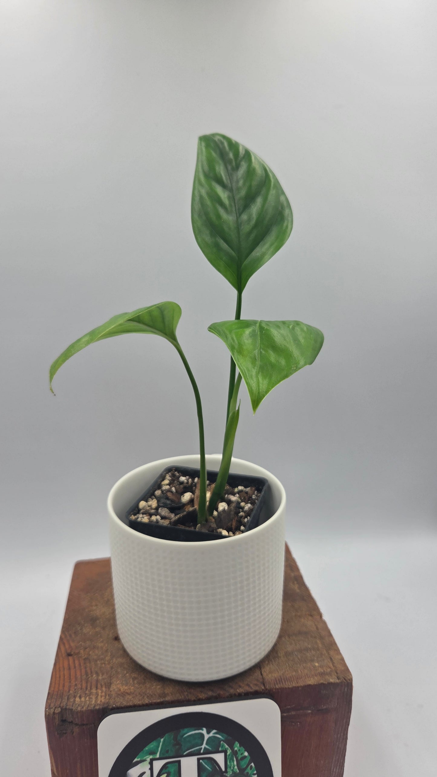 Monstera Lechleriana  (MON-574)