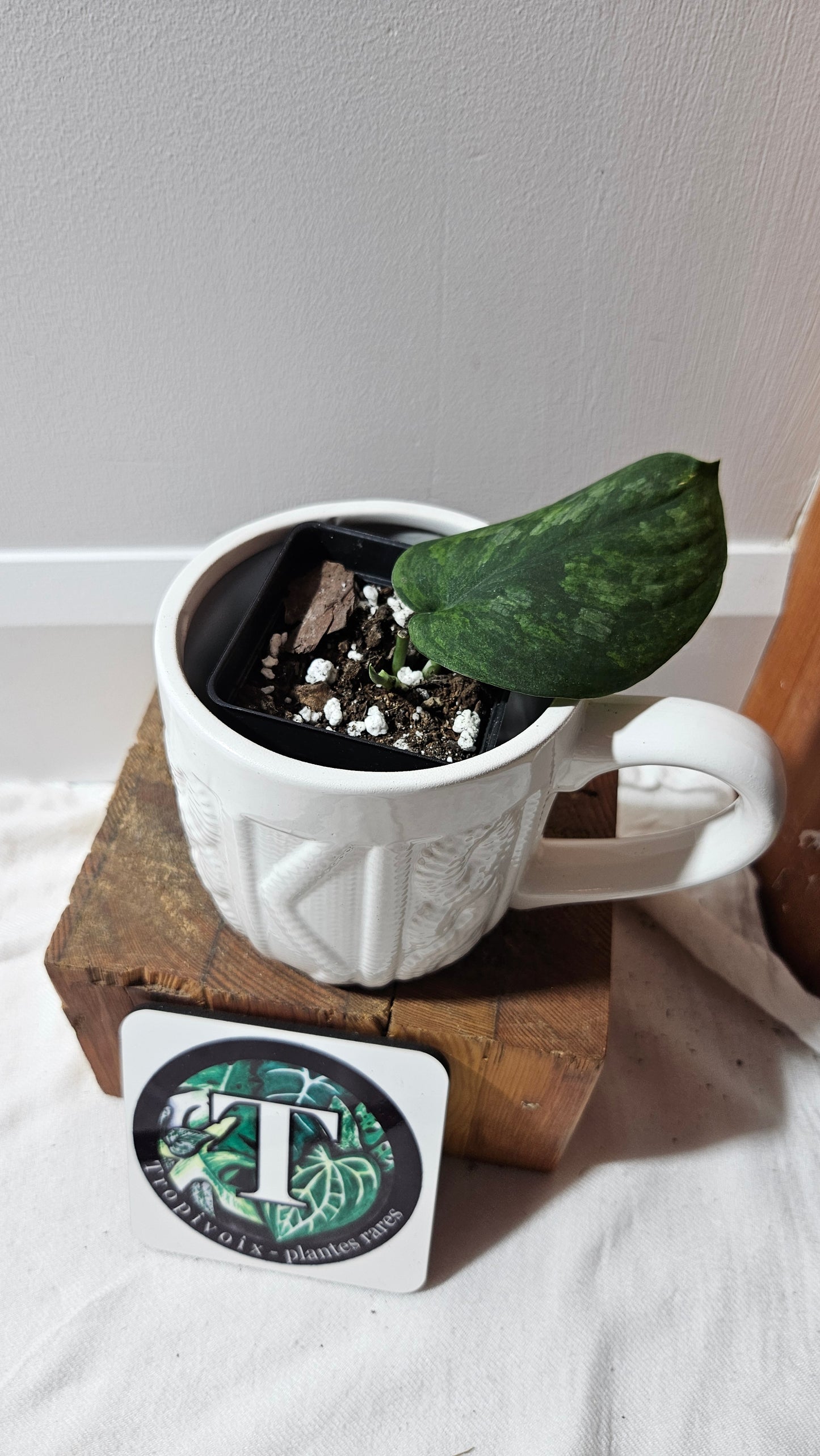 Scindapsus Green Diamond (SCI-1262)