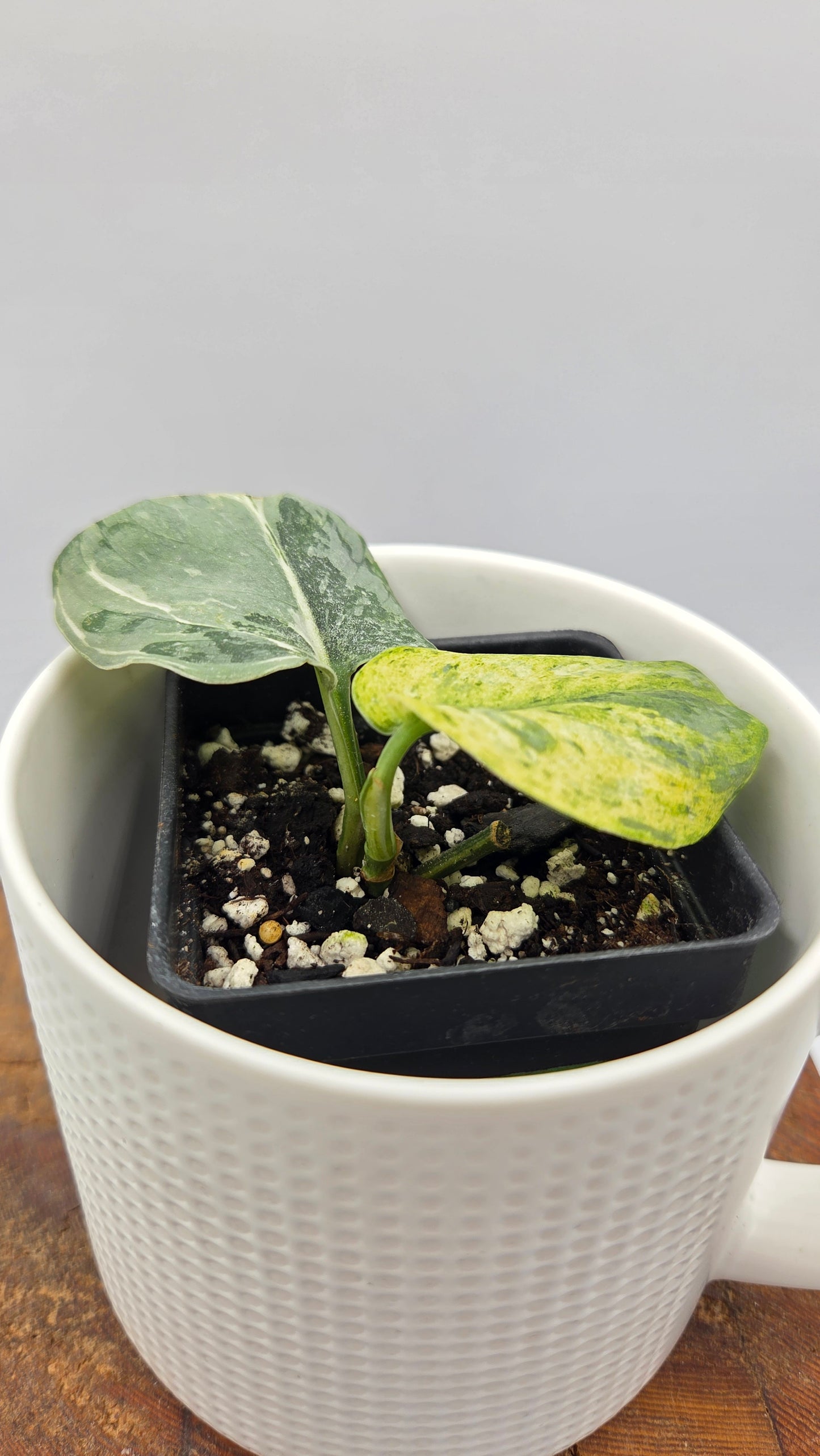 Scindapsus Exotica Salaka Variegata (SCI-1249)