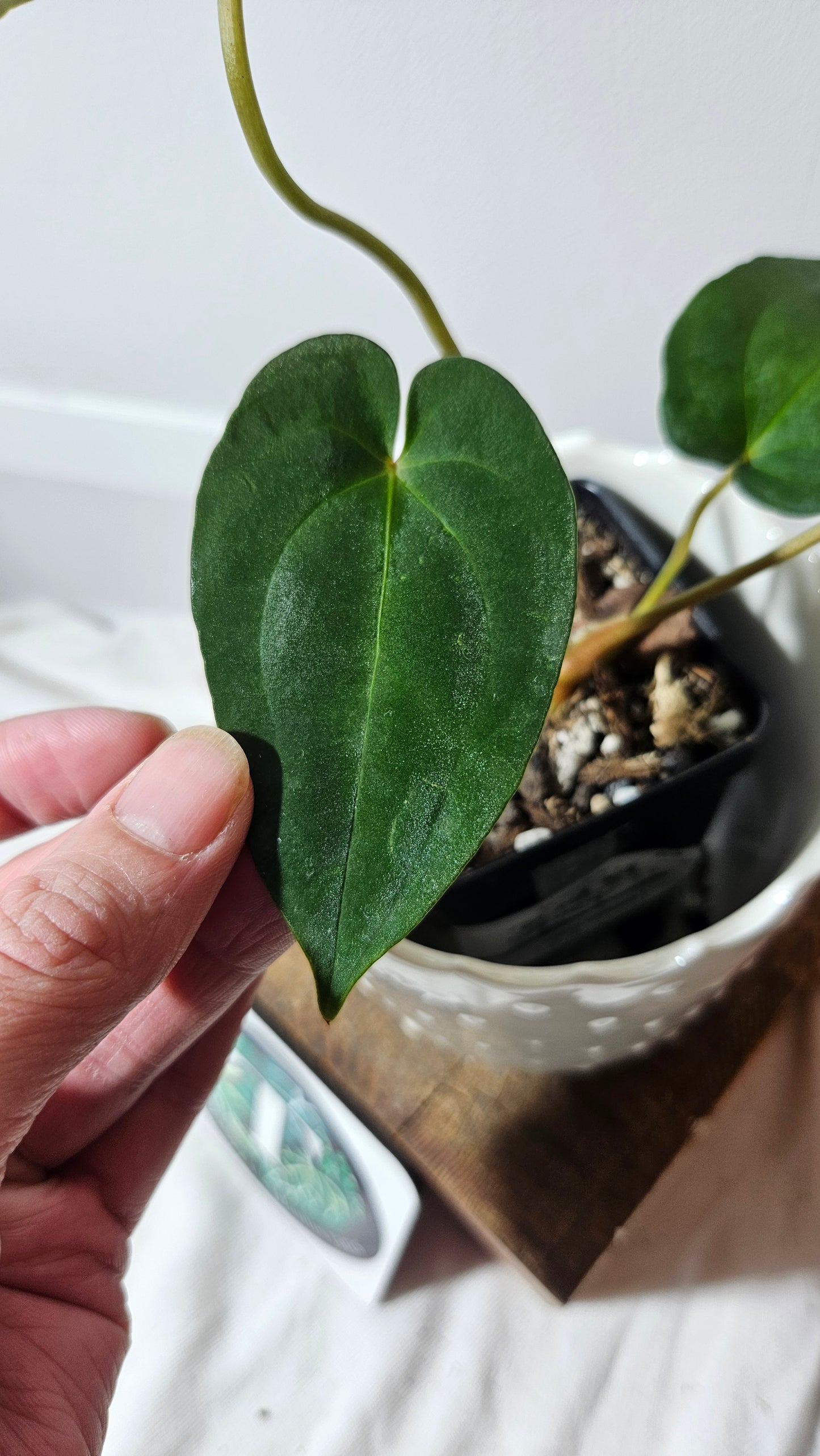 Anthurium  Papillilaminum (d'équateur) "format PETIT" (ANT-230)