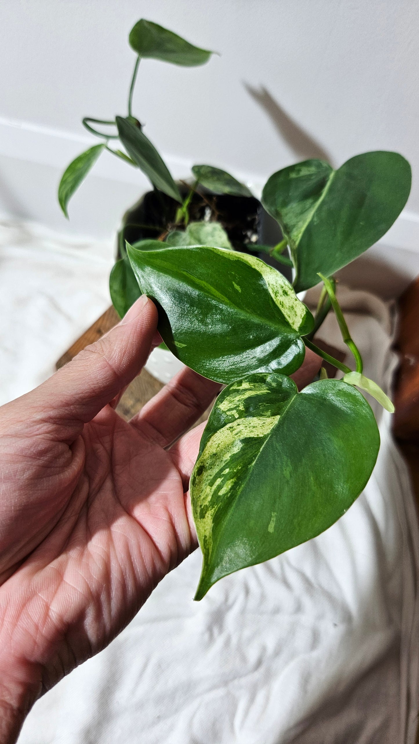 Philodendron Hederaceum Variegata (PHI-540)