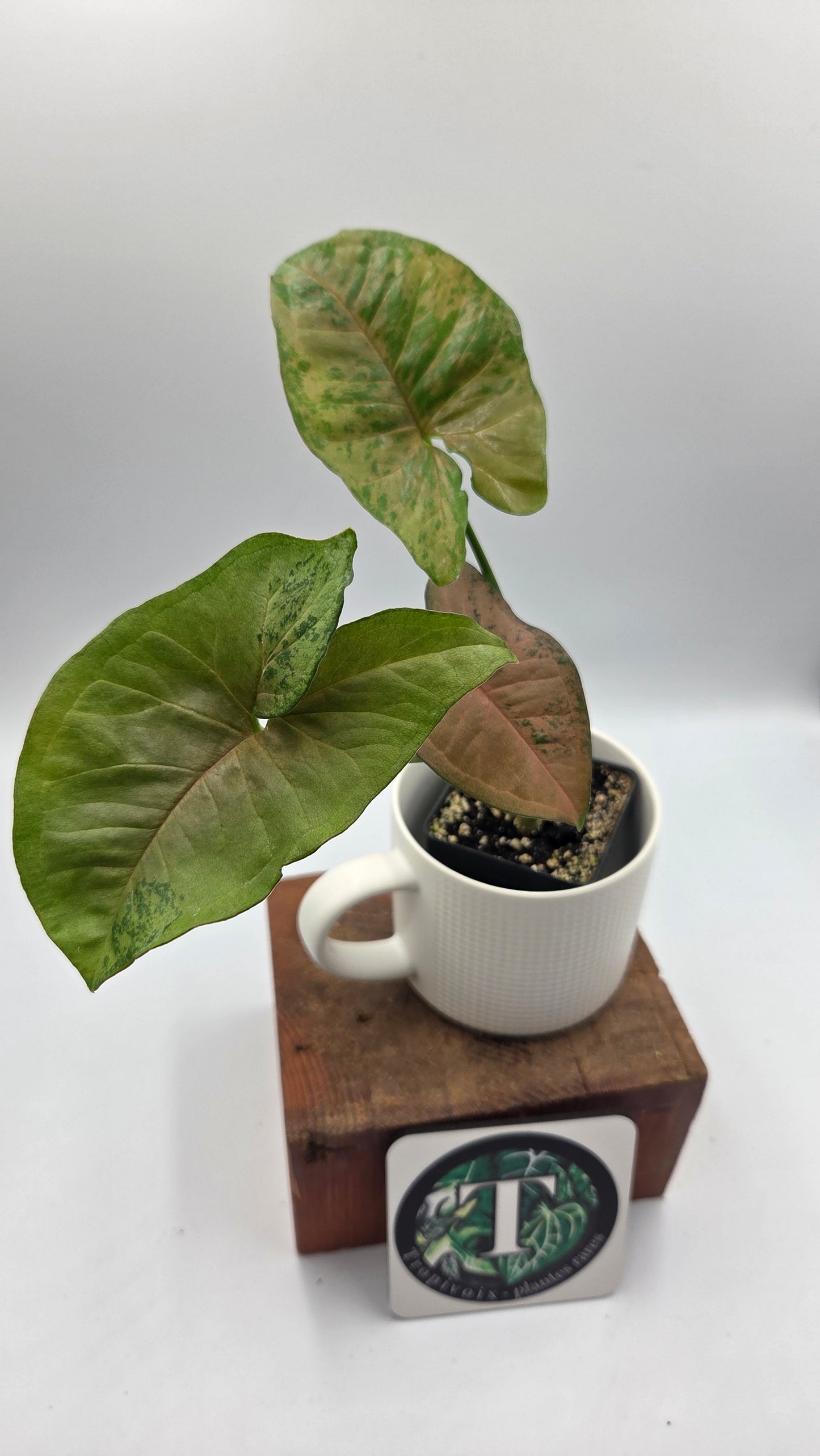 Syngonium Pink Flecked (SYN-518)