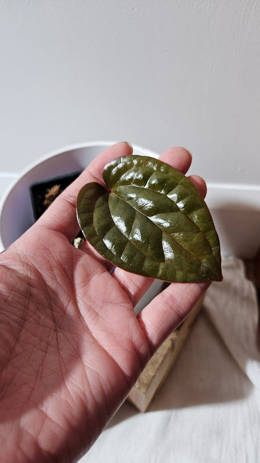 Anthurium Radican "format PETIT" (ANT-500)