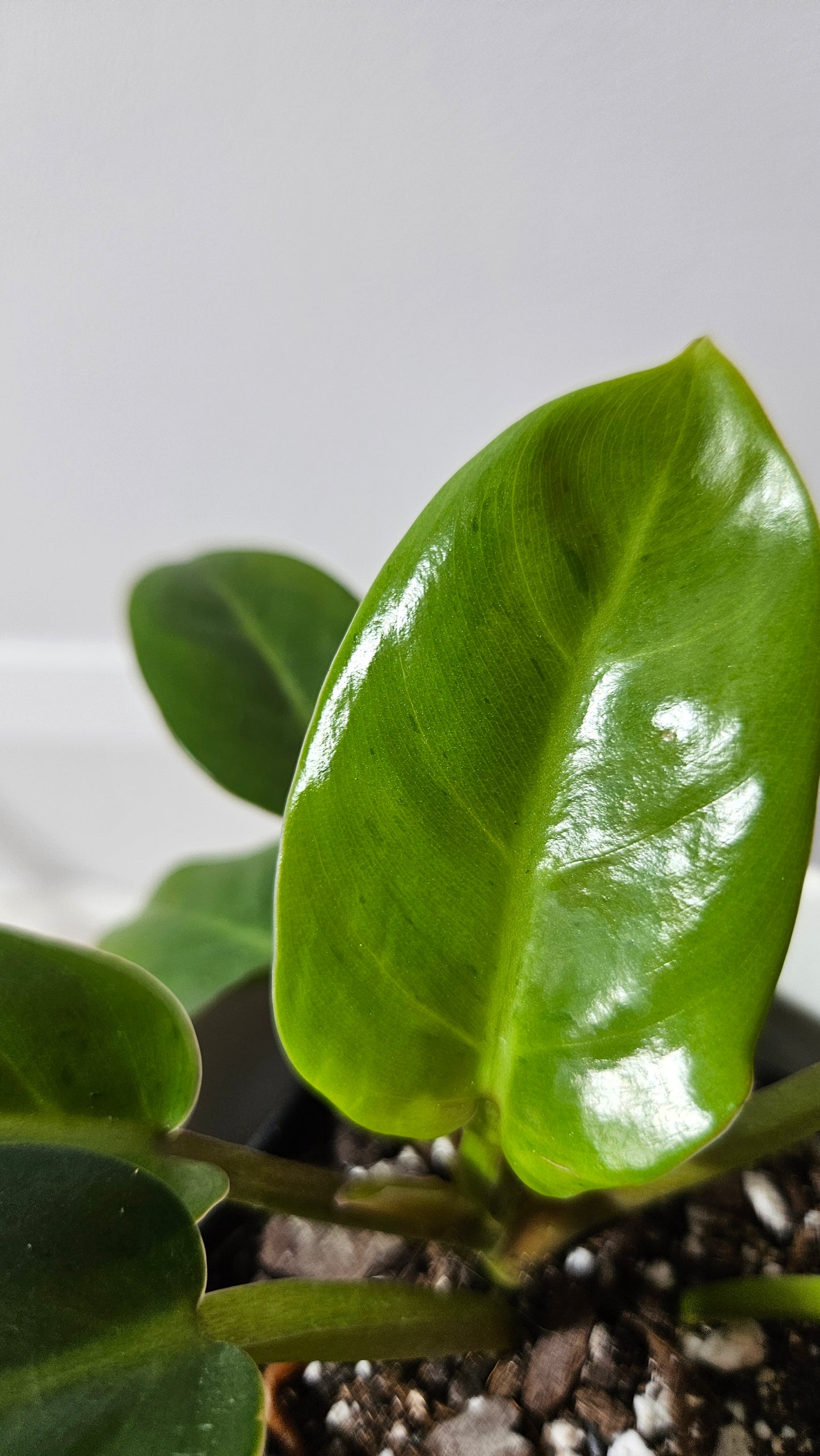 Philodendron Ruaysuap Variegata (PHI-576)