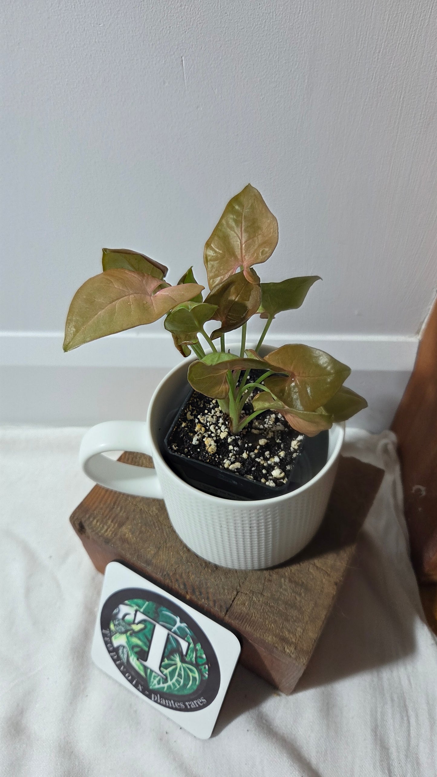 Syngonium Pink Neon Robusta (SYN-496)