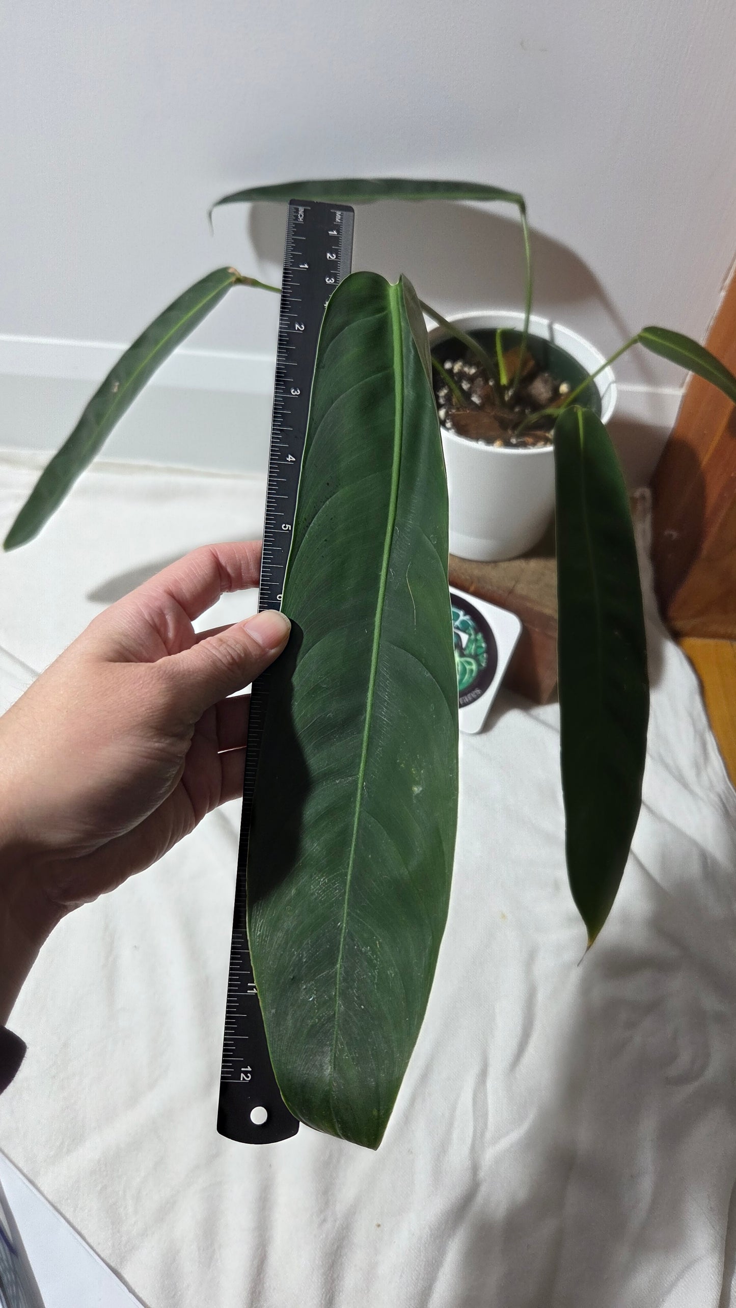 Philodendron Patriciae Black (PHI-984)