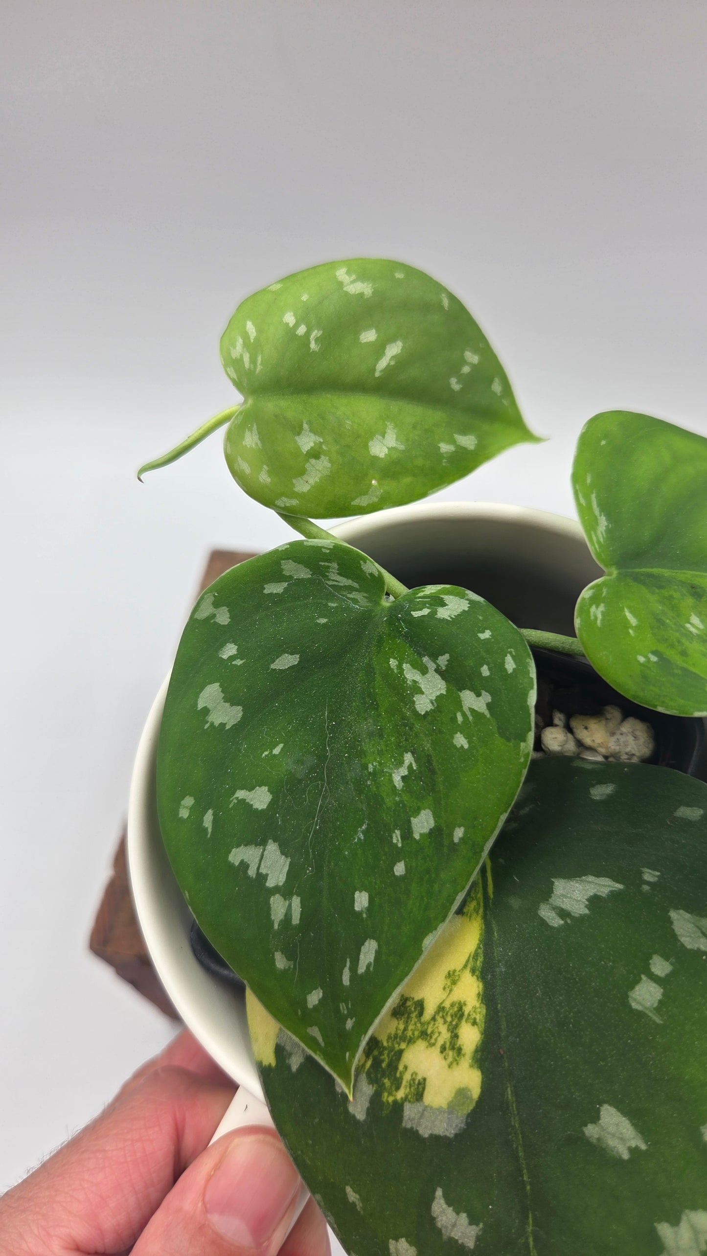 Scindapsus Sentarum (SCI-1145)