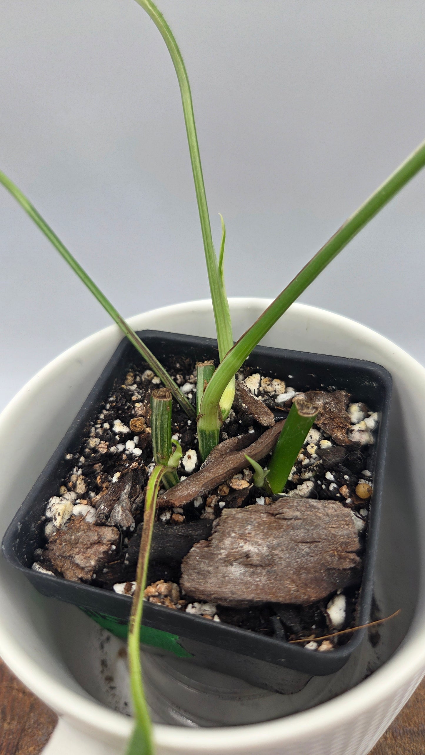 Epipremnum pinnatum Albo (EPI-250)