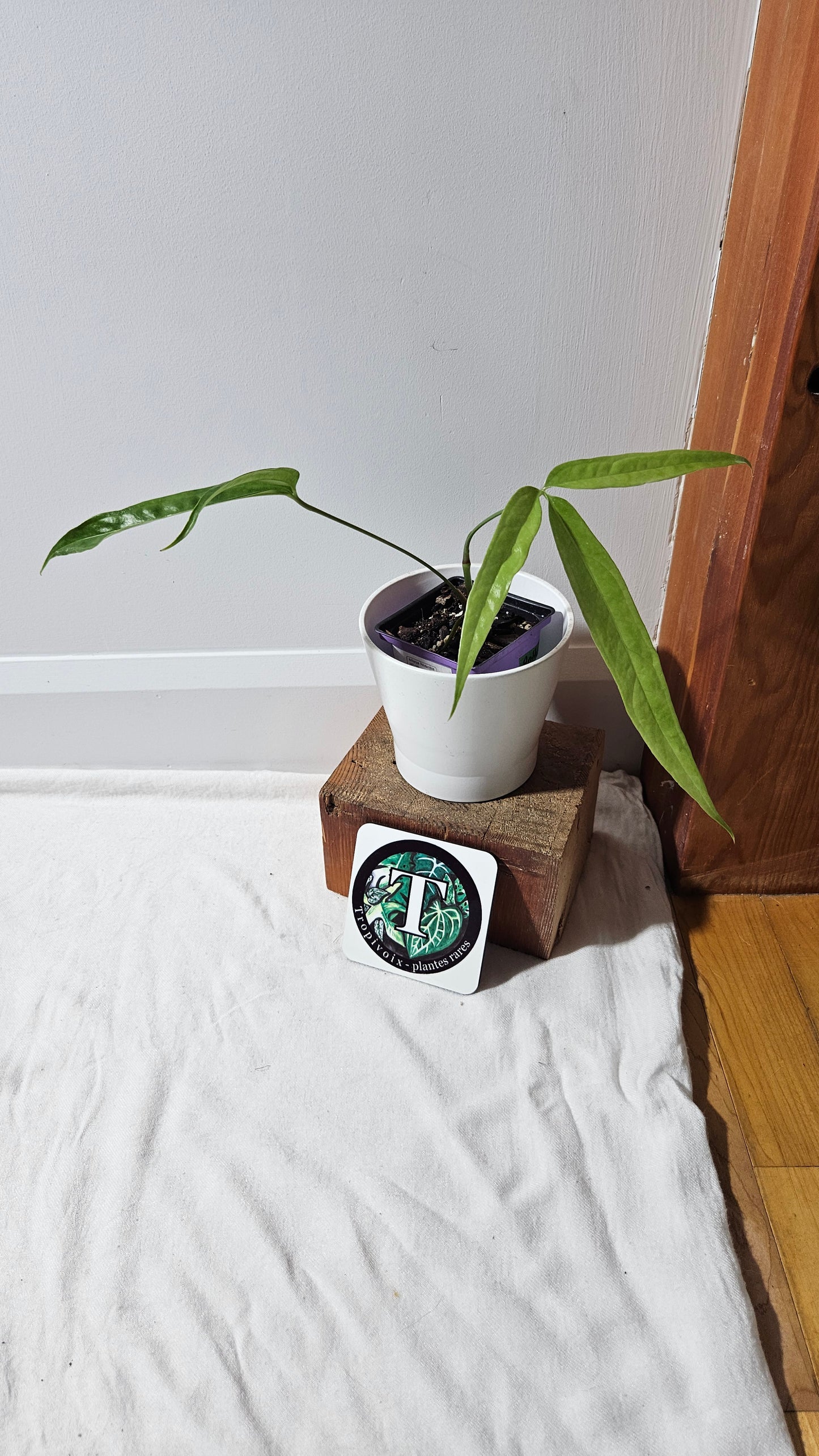 Anthurium Polydactylum "format MOYEN" (ANT-148)
