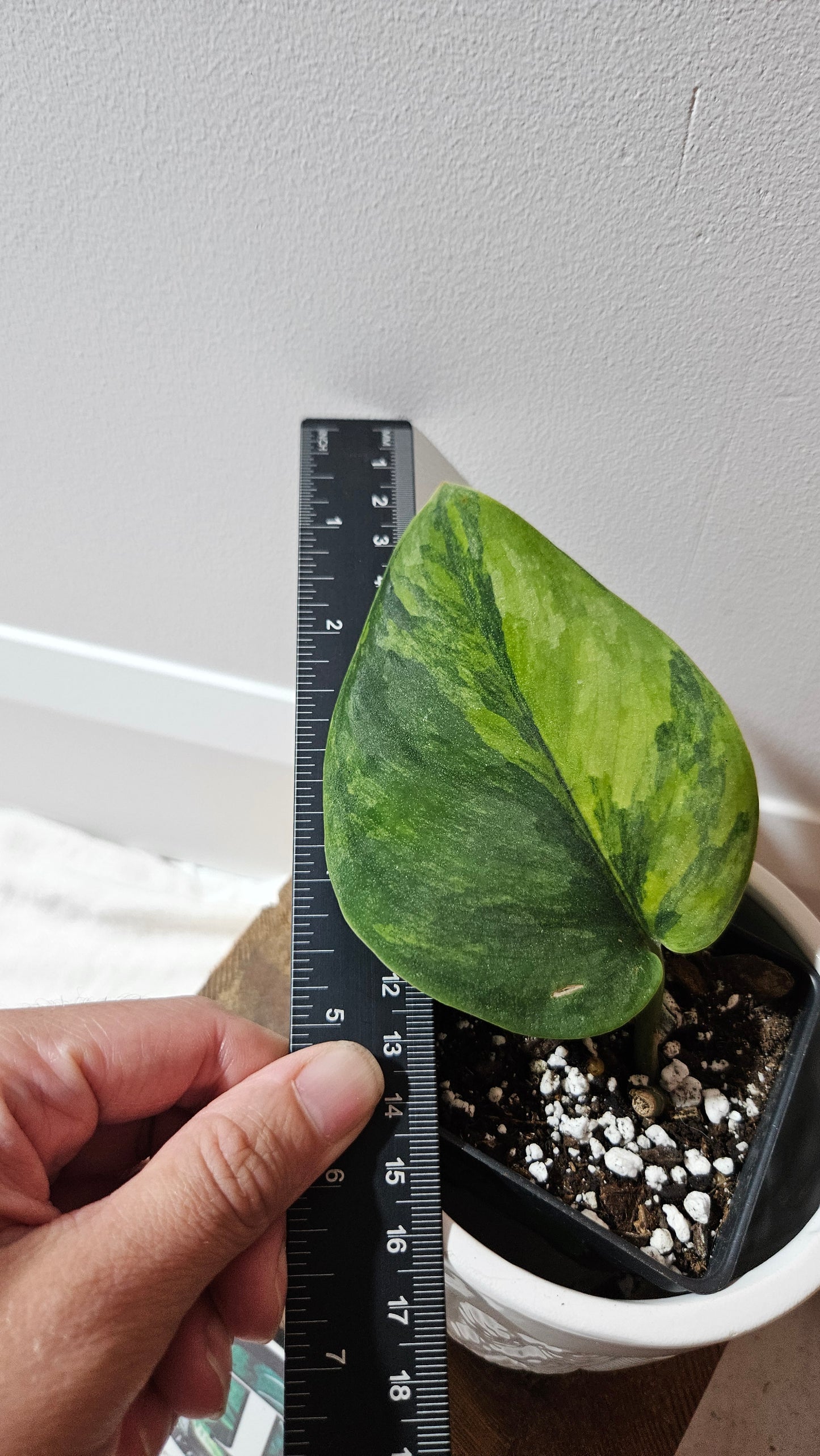 Scindapsus Garawa (SCI-1270)