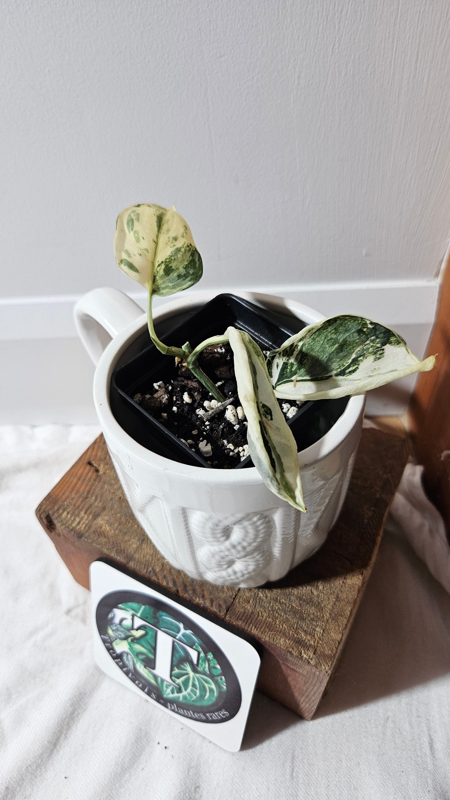 Scindapsus Simbara Mutation (SCI-1314)