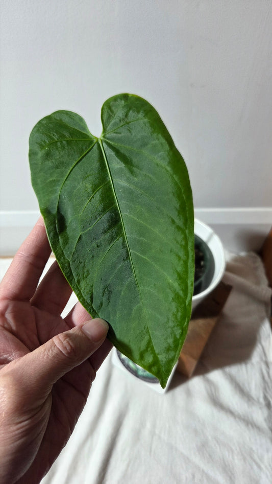 Anthurium Metallicum "Format LARGE" (ANT-660)