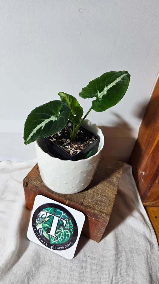 Syngonium Wendlandii "Southern Star"(SYN-317)