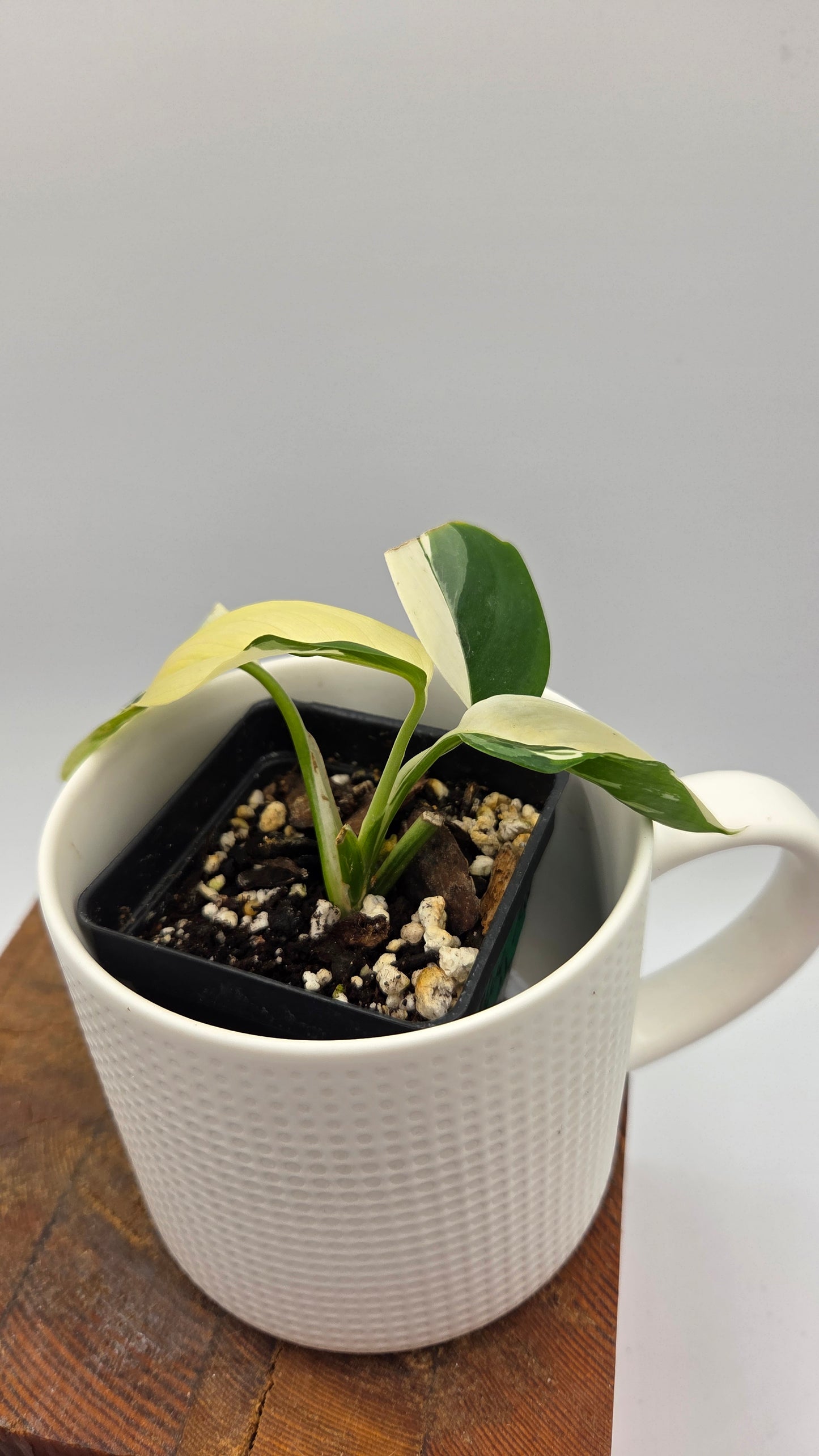 Scindapsus Blue Albo (SCI-1456)