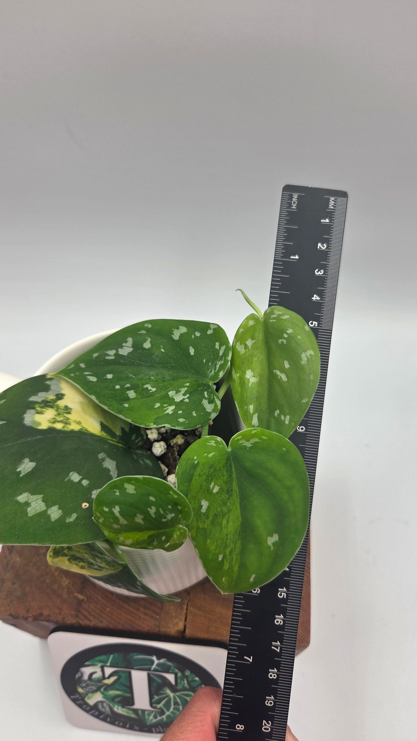 Scindapsus Sentarum (SCI-1145)