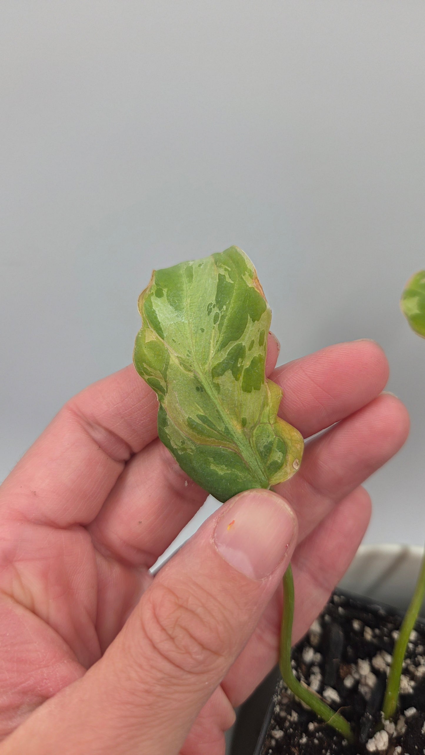 Philodendron Gloriosum "Snow leopard" (PHI-1026)