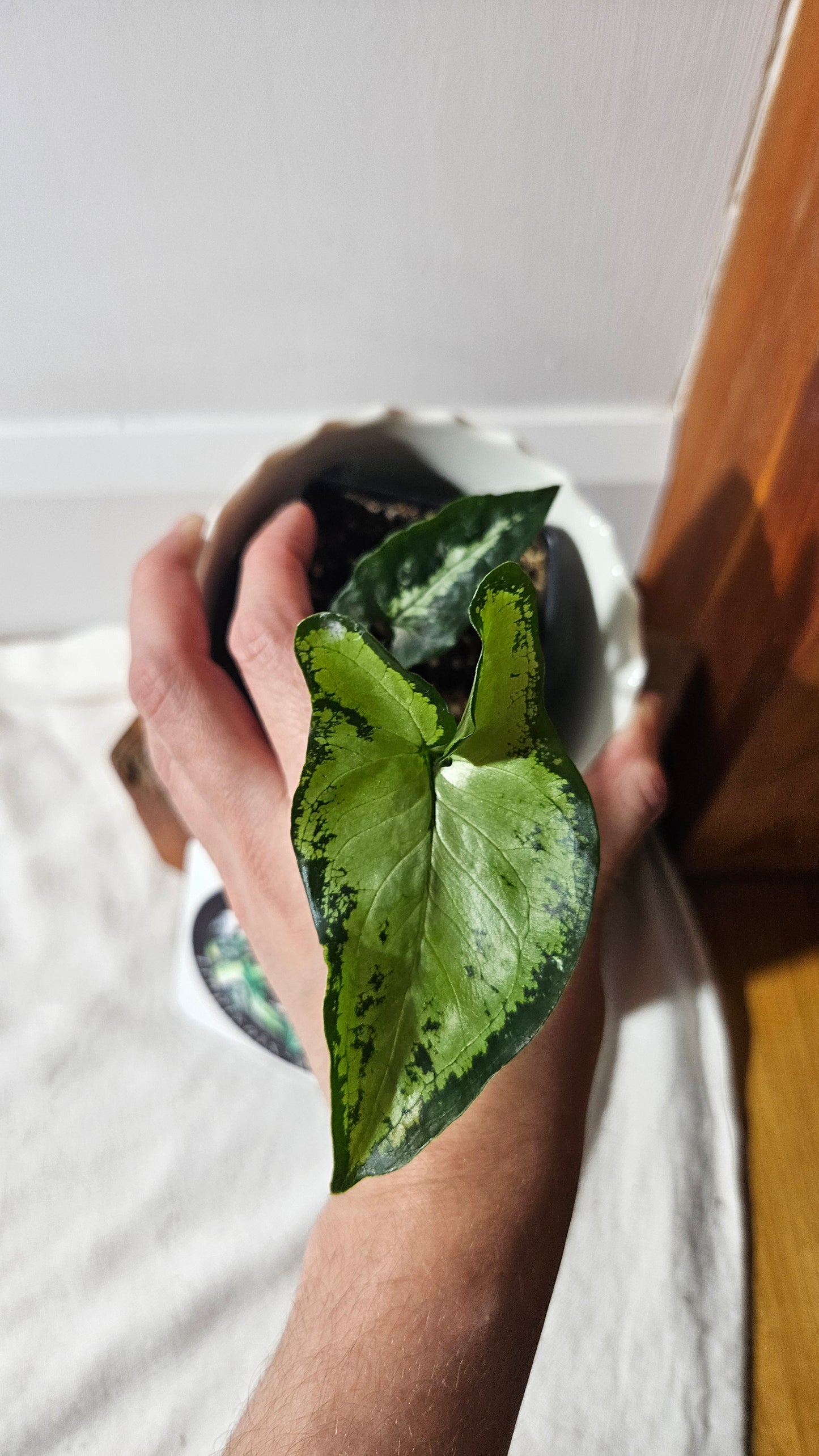 Syngonium Finger /Little Star (SYN-419)