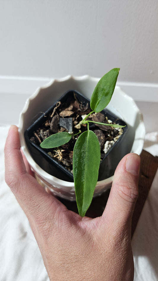 Anthurium Pallidiflorum Narrow "format SEEDLING"(ANT-584)