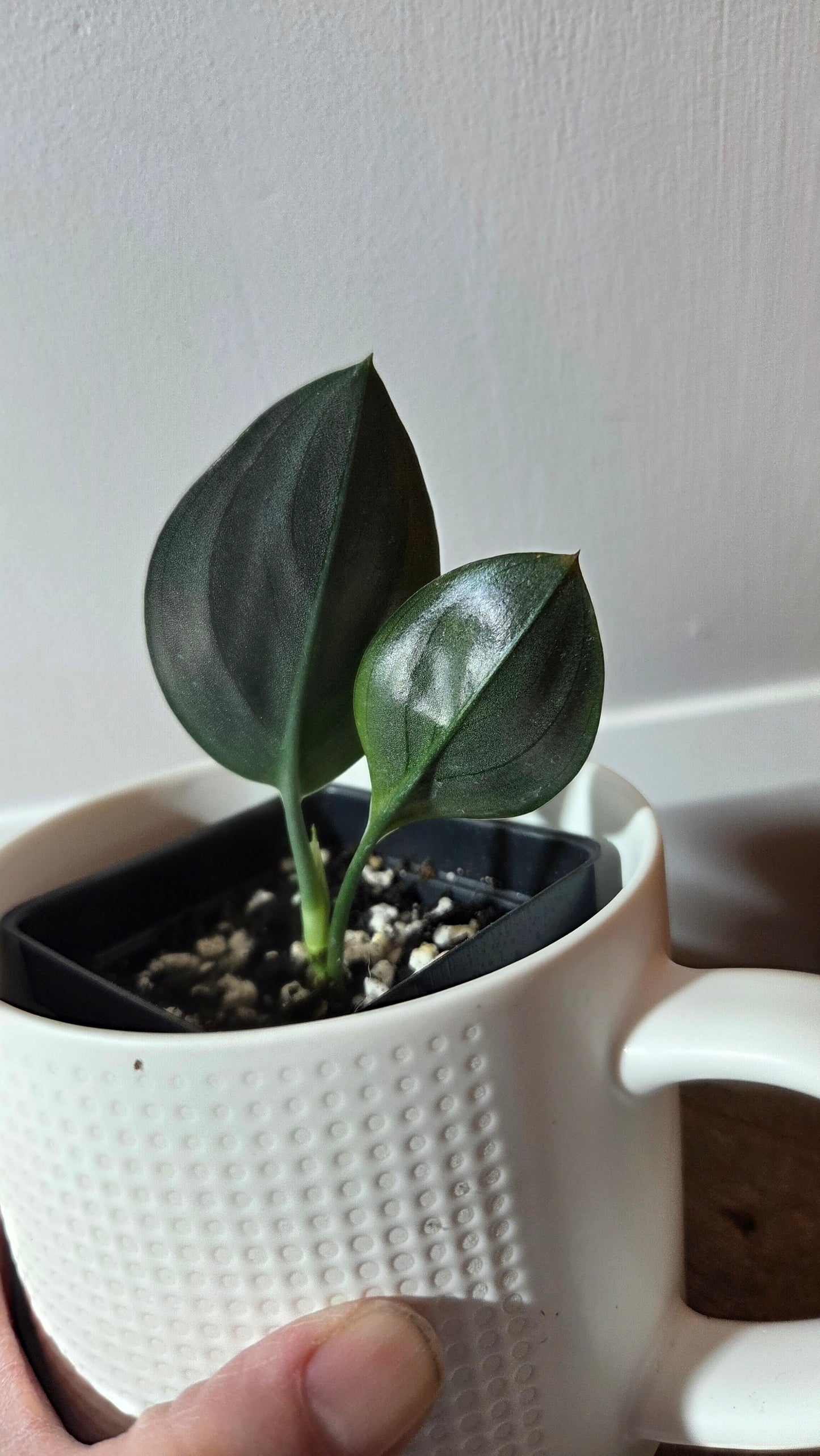 Scindapsus Treubii Dark Form (SCI-1362)