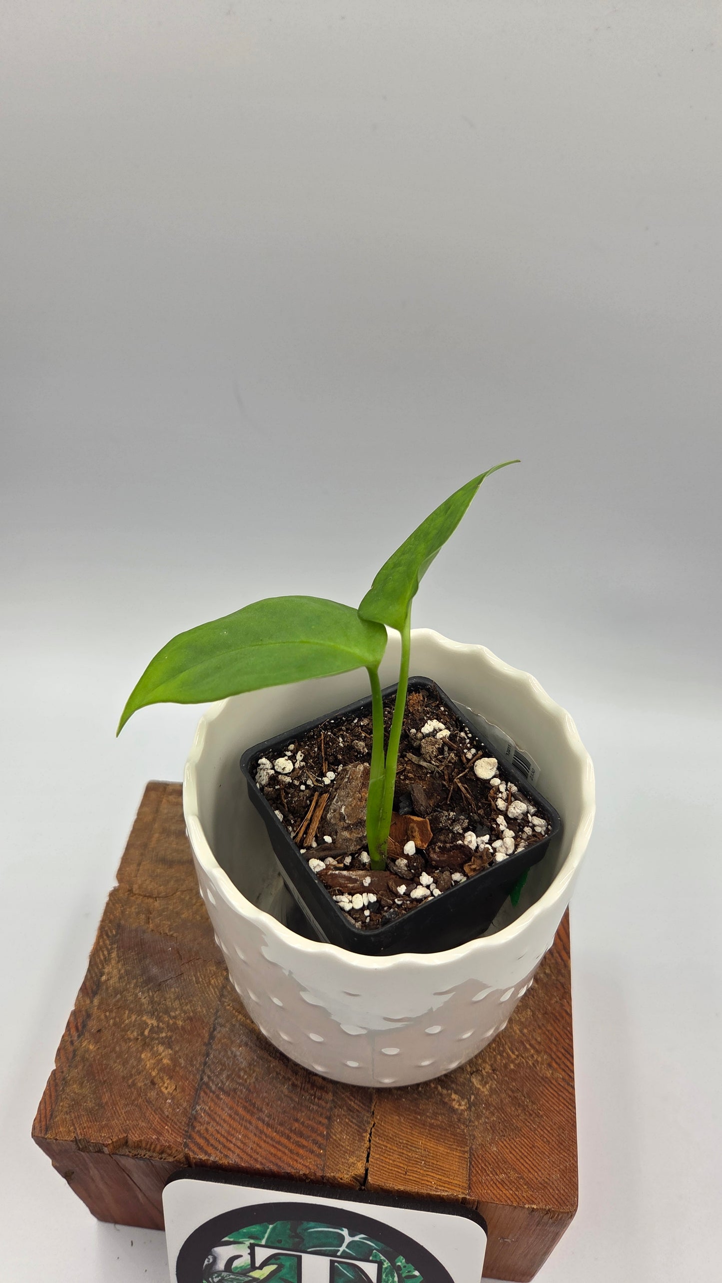 Monstera Esqueletto (MON-543)