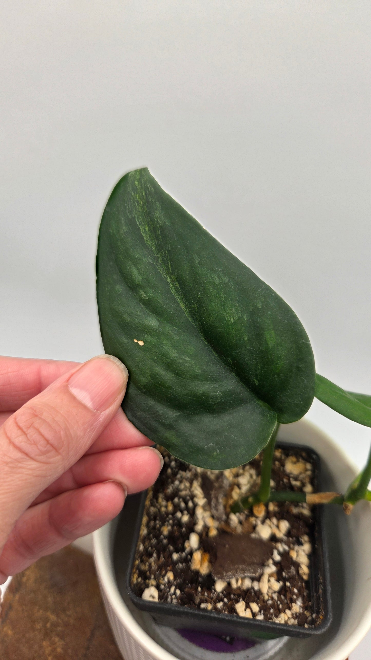 Scindapsus Silver Splash "Green on Green" (SCI-808)