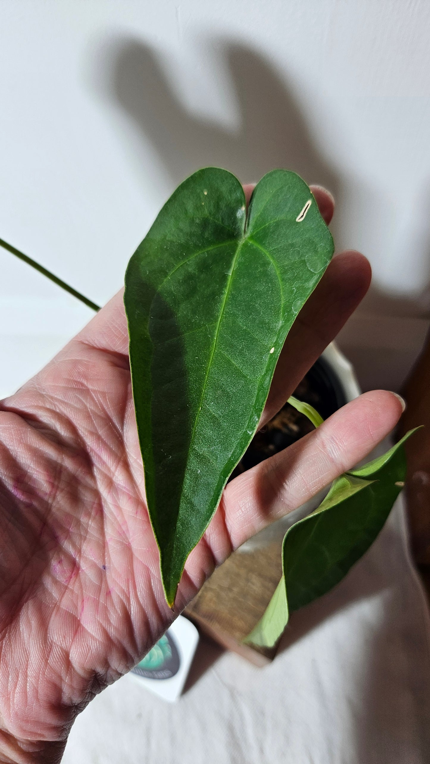 Anthurium Magnificum X Napo "format MOYEN"(ANT-259)