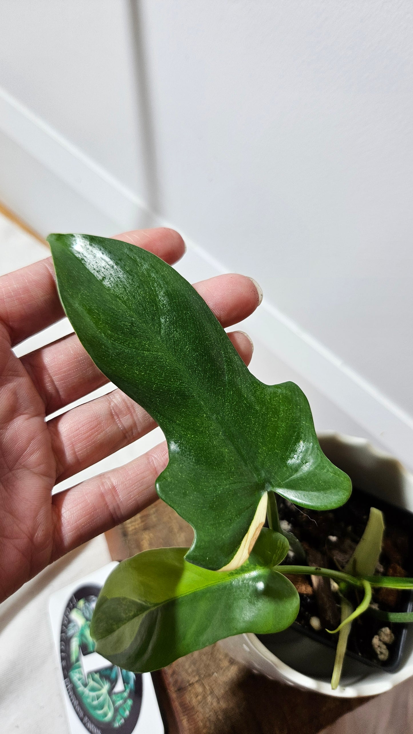 Philodendron Violin Variegata (PHI-584)