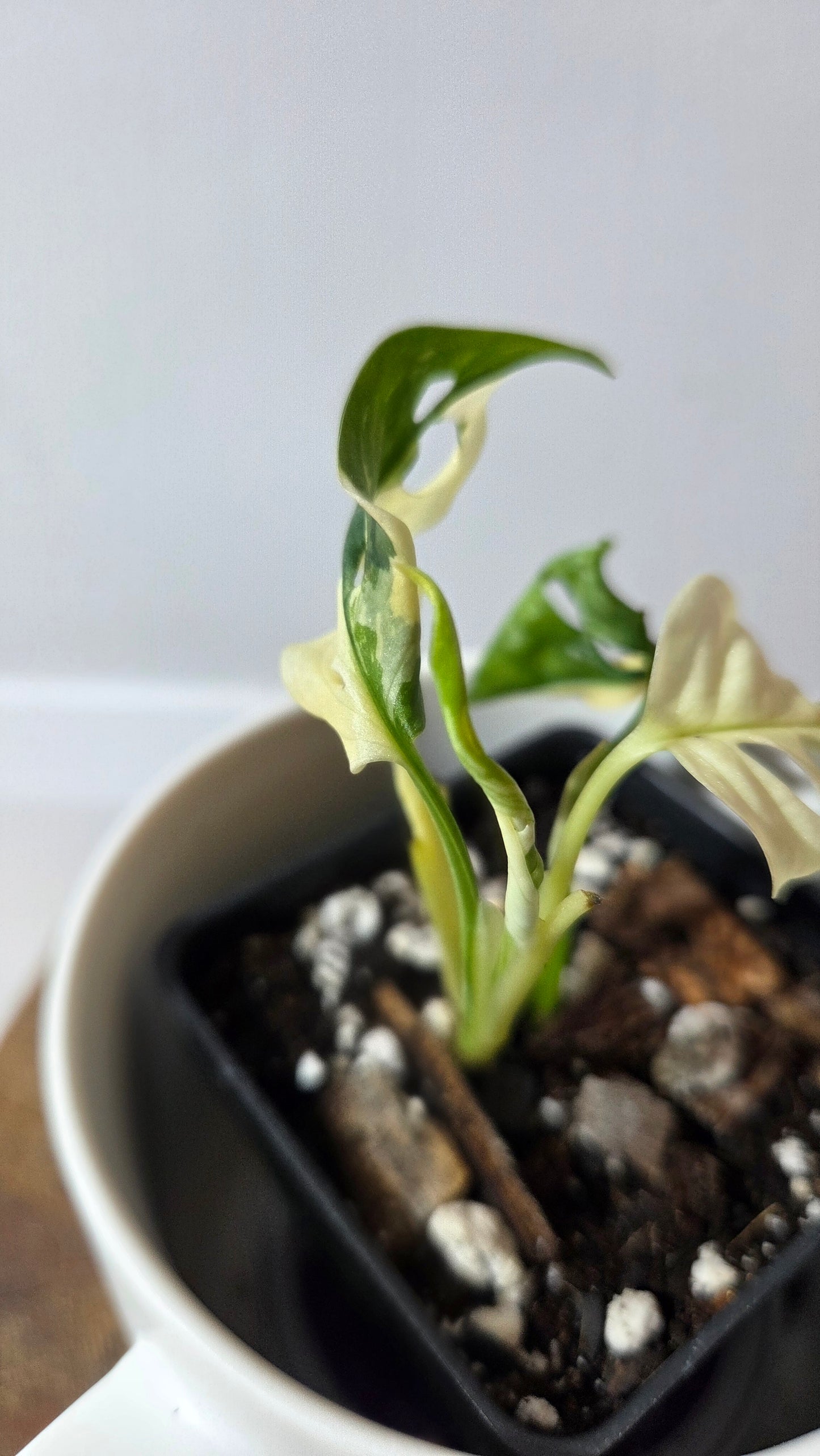 Monstera Andasonii Tricolore (MON-490)