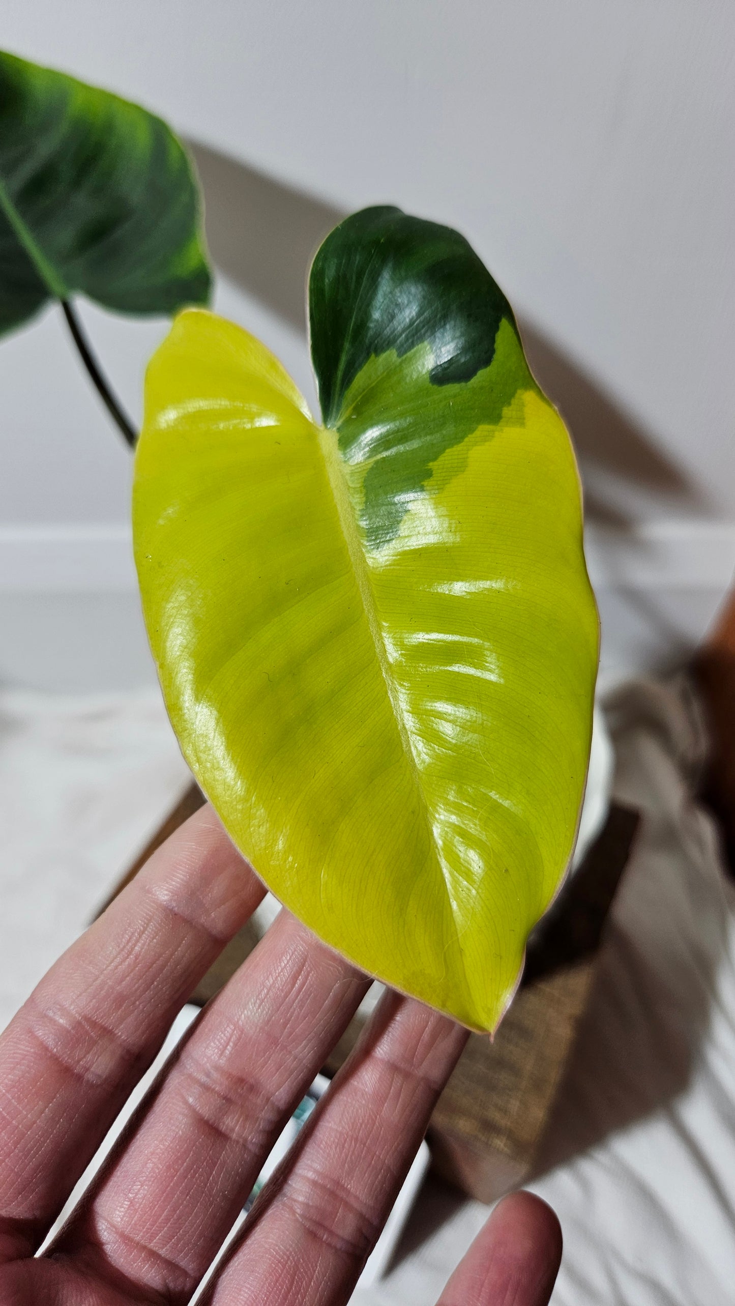 Philodendron Burlemarx Variegata (PHI-573)