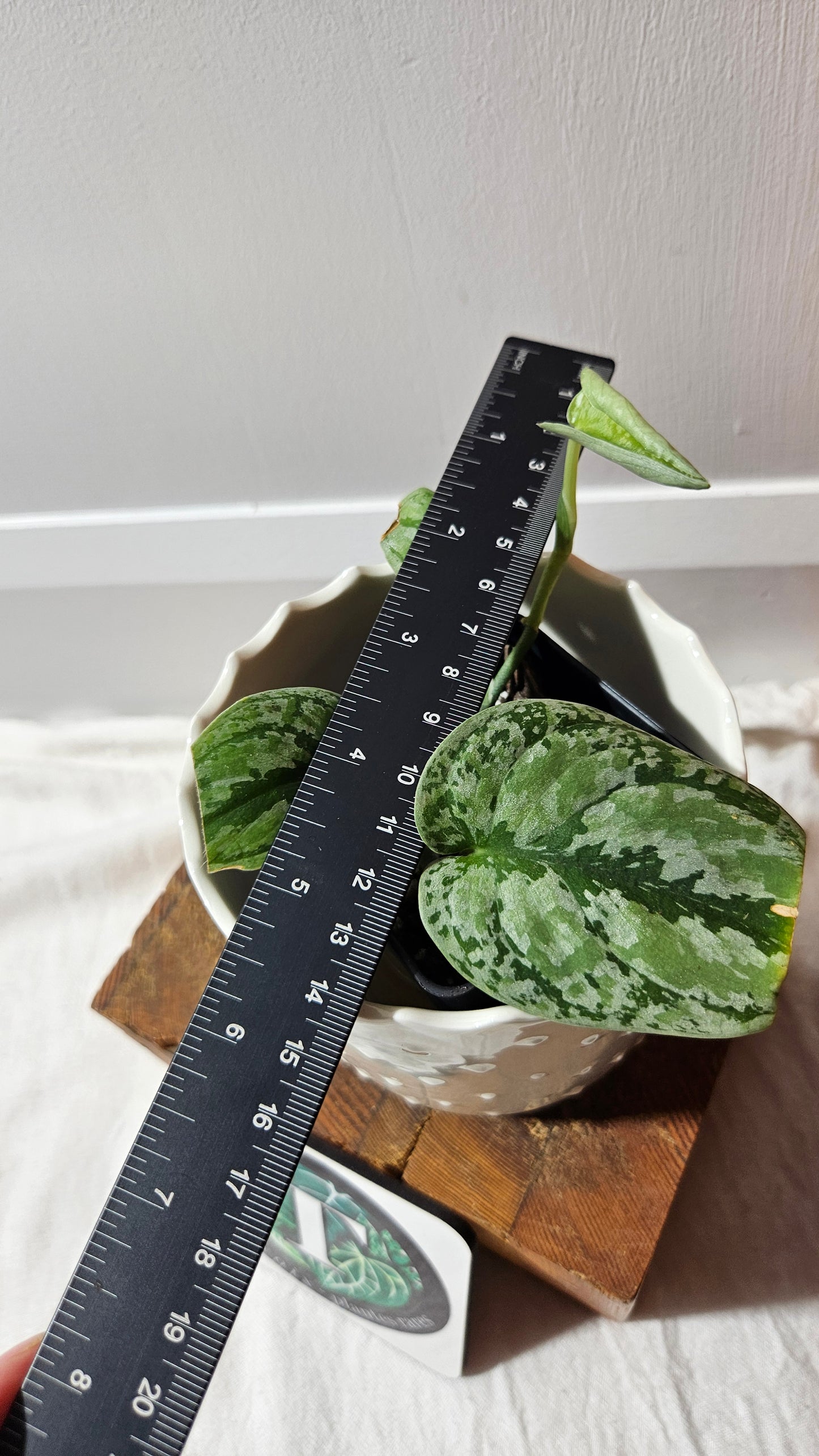 Scindapsus Tricolore silver Platinum (SCI-1323)